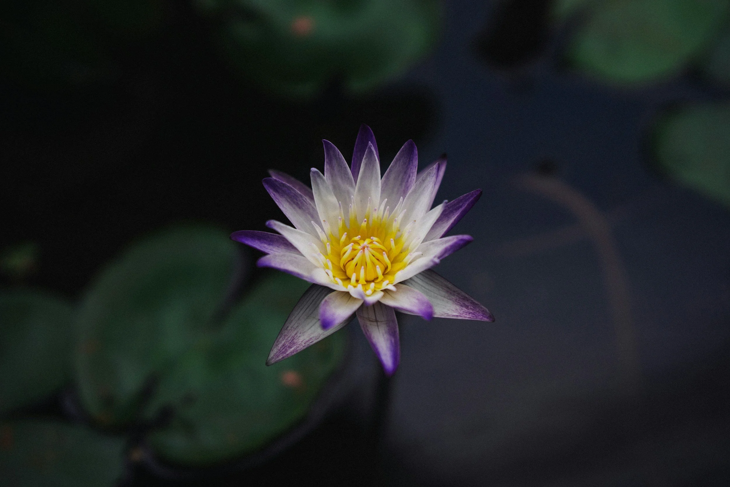 A close-up of a blooming water lily with white petals and purple tips, yellow center, set against dark water and green lily pads.