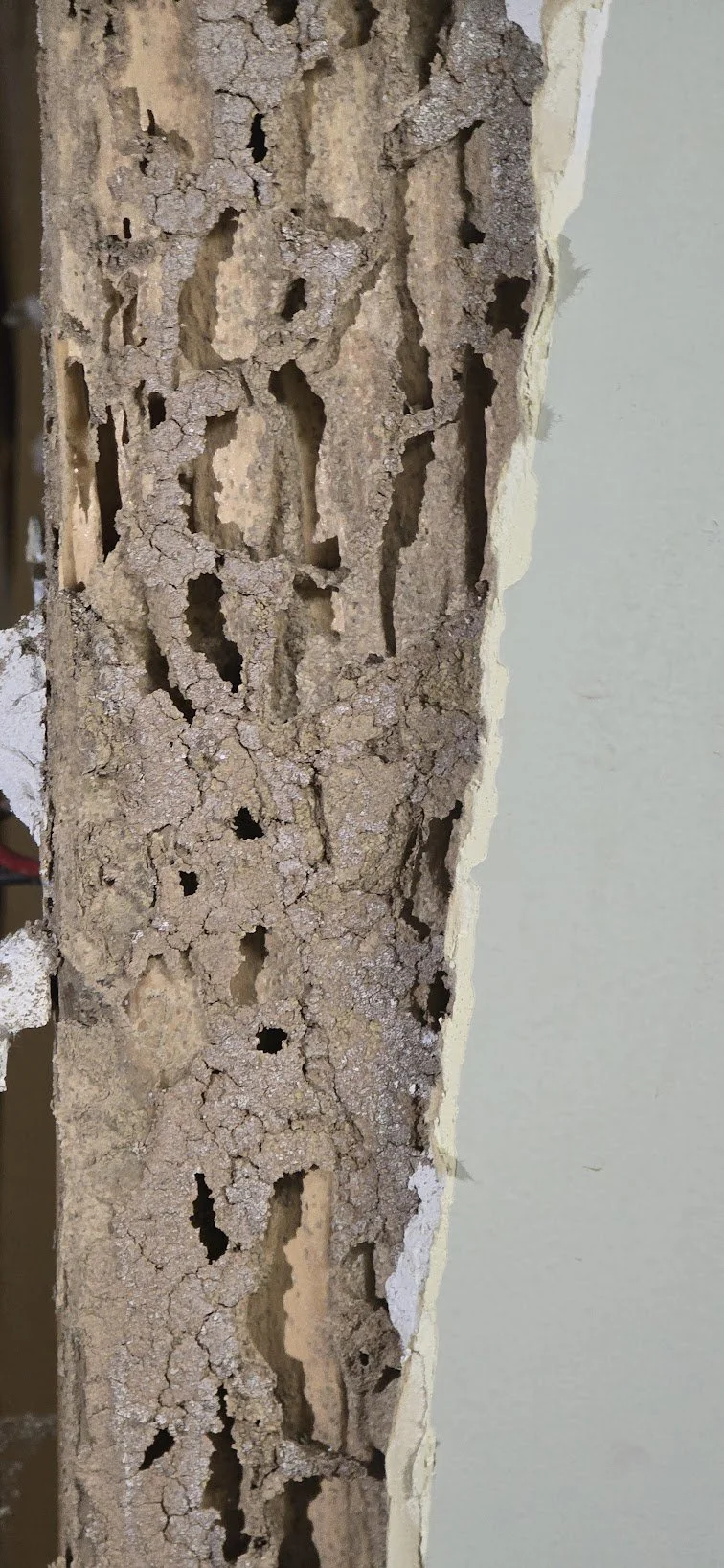 termite_damaged_wall_stud_galleries.jpg