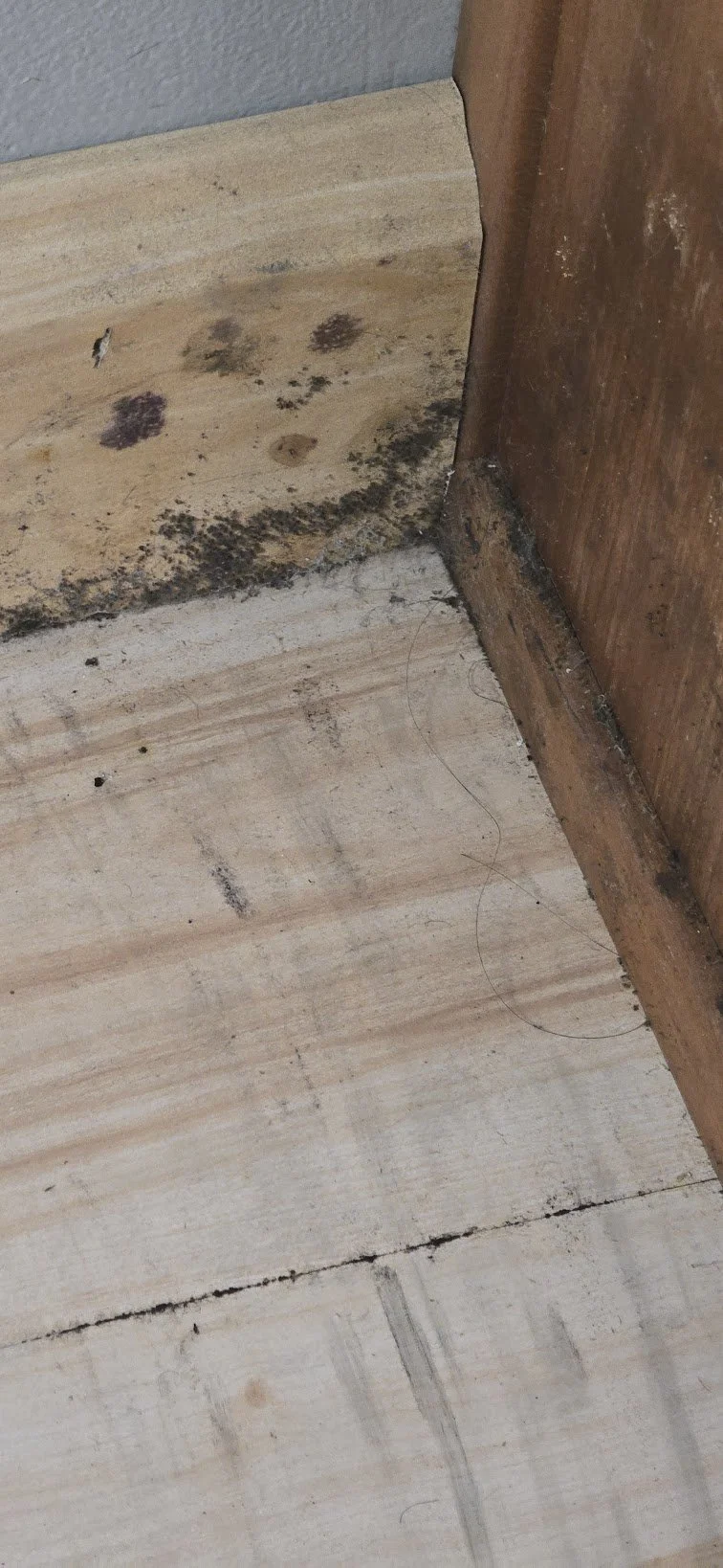 mold_like_growth_on_floor_and_baseboard.jpg