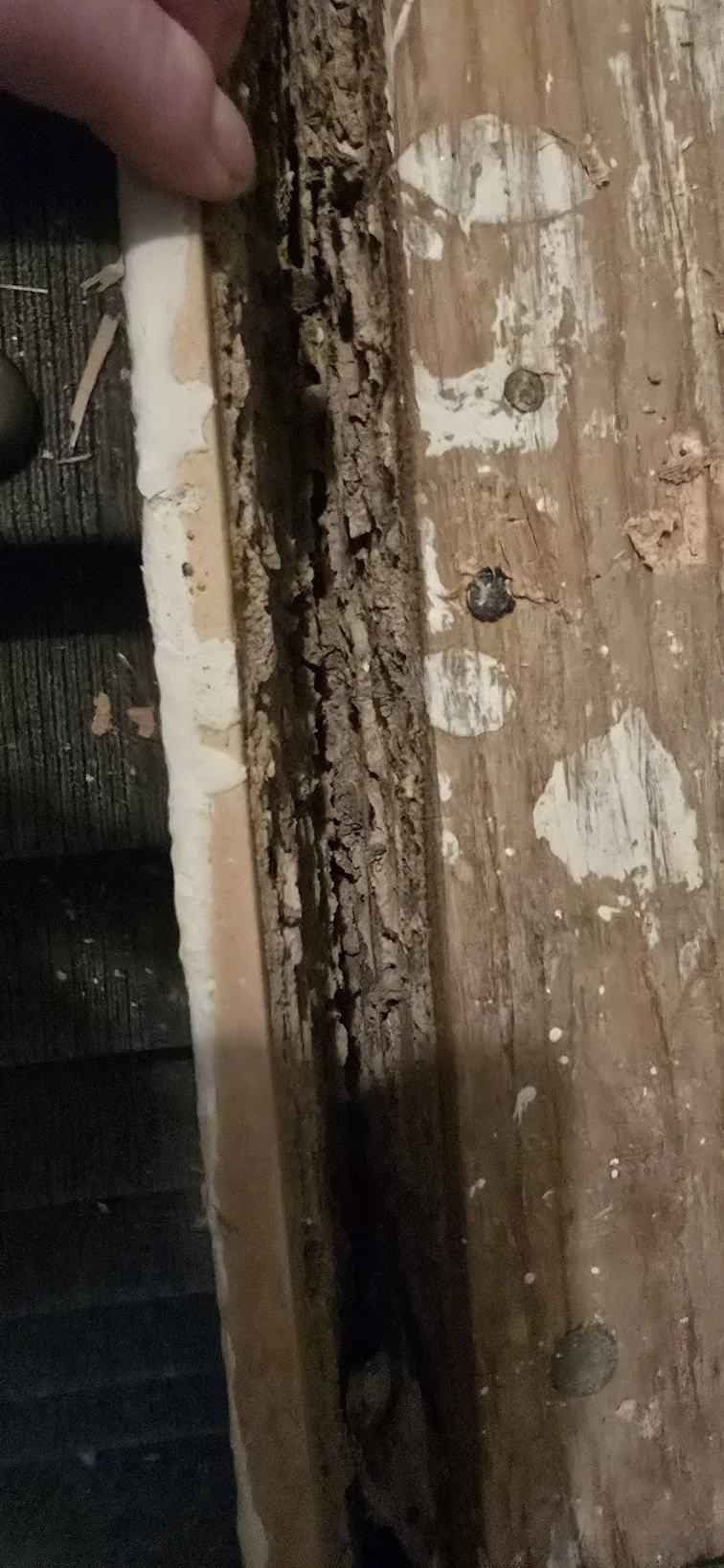 wood_destroying_insect_damage_door_frame.jpg