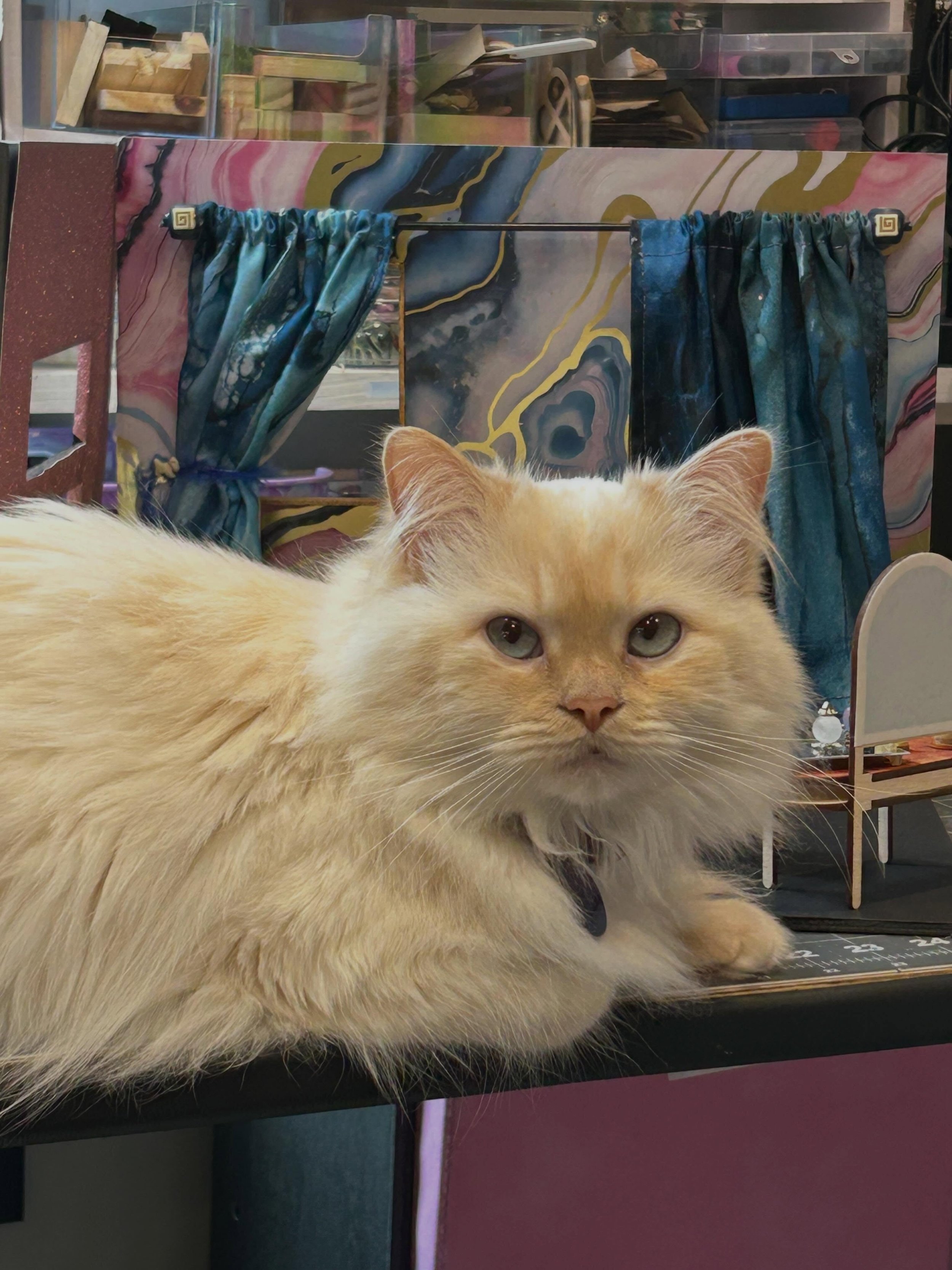 Pumpkin says he&rsquo;d really appreciate it if I&rsquo;d make things he can actually fit in. He said he&rsquo;s pretty tired of being too big for all these builds. #ragdoll #miniature #kittylove #dollhouse #notacathouse