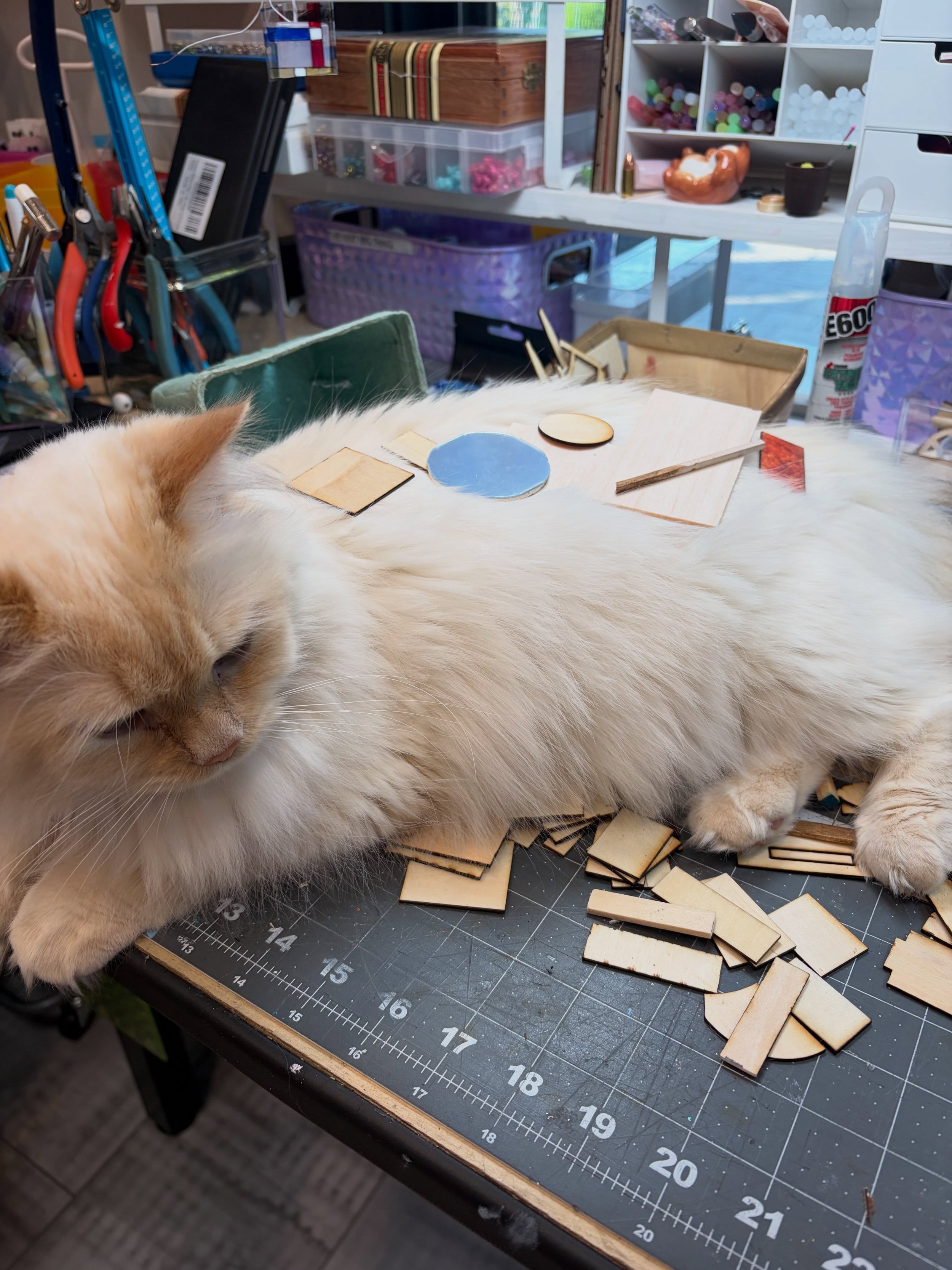 Who remembers that old account &ldquo;shite on my cat?&rdquo; How about &ldquo;mini-making shite on my cat?&rdquo;
#ragdoll #miniature #minilife #pumpkin #kittylove