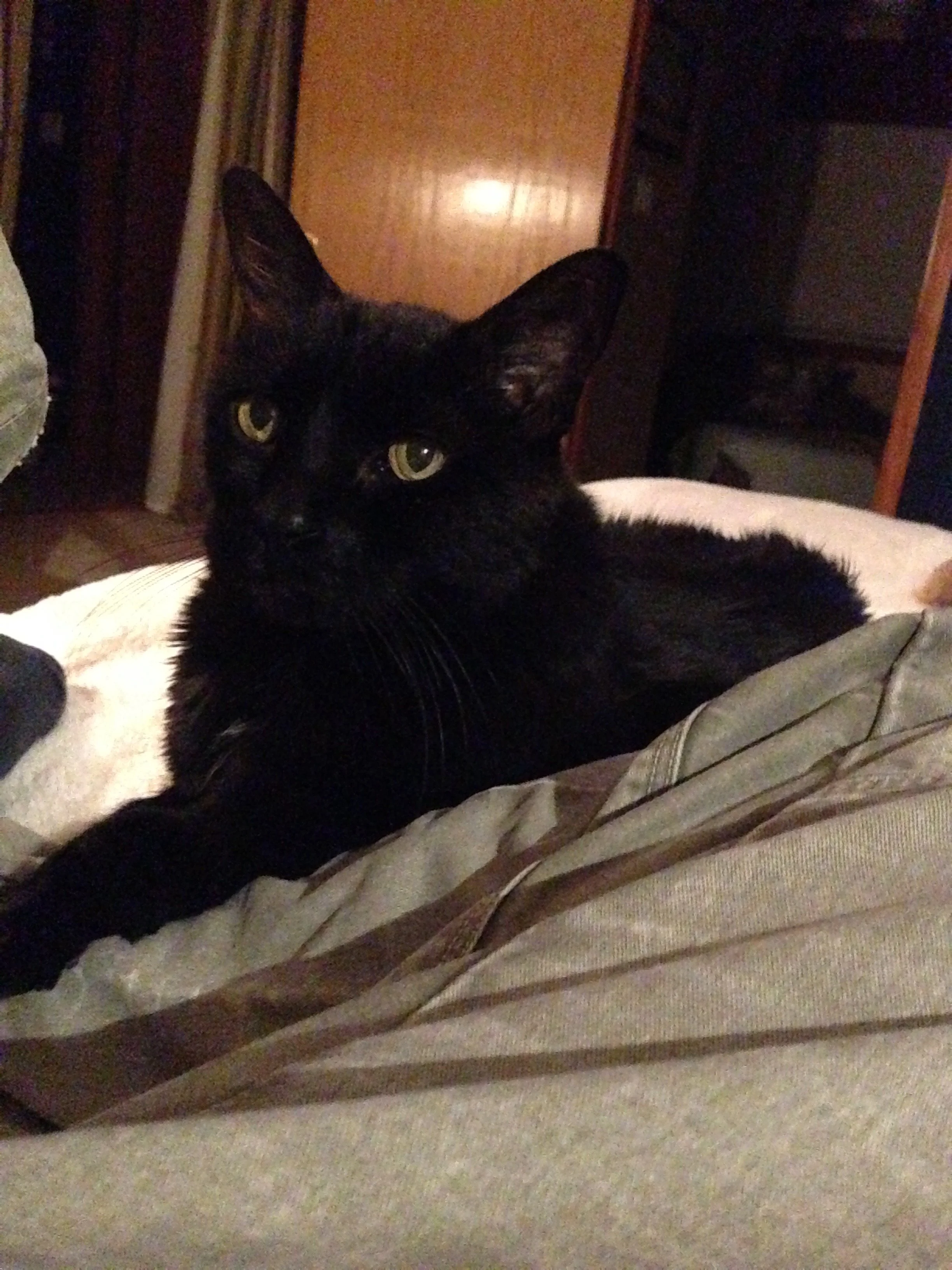 Licorice