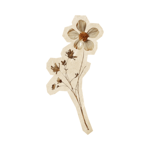 Dry pressed flower with large white petals and a brown center, accompanied by smaller dried flower buds on a stem.