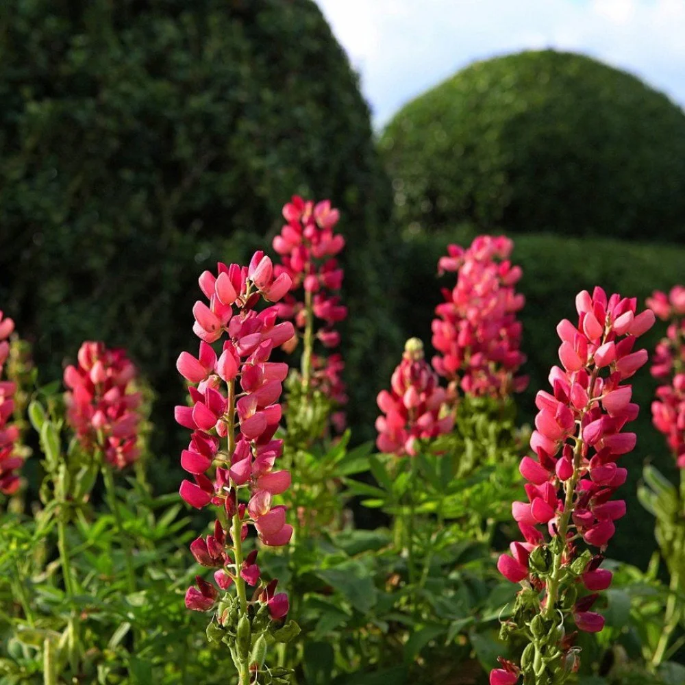 Pink flowers blooming in a garden with green bushes in the background.