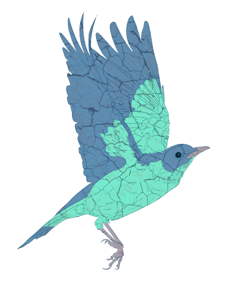 Colorized illustration of a bird with translucent wings, cracked texture, and a long beak, facing right.