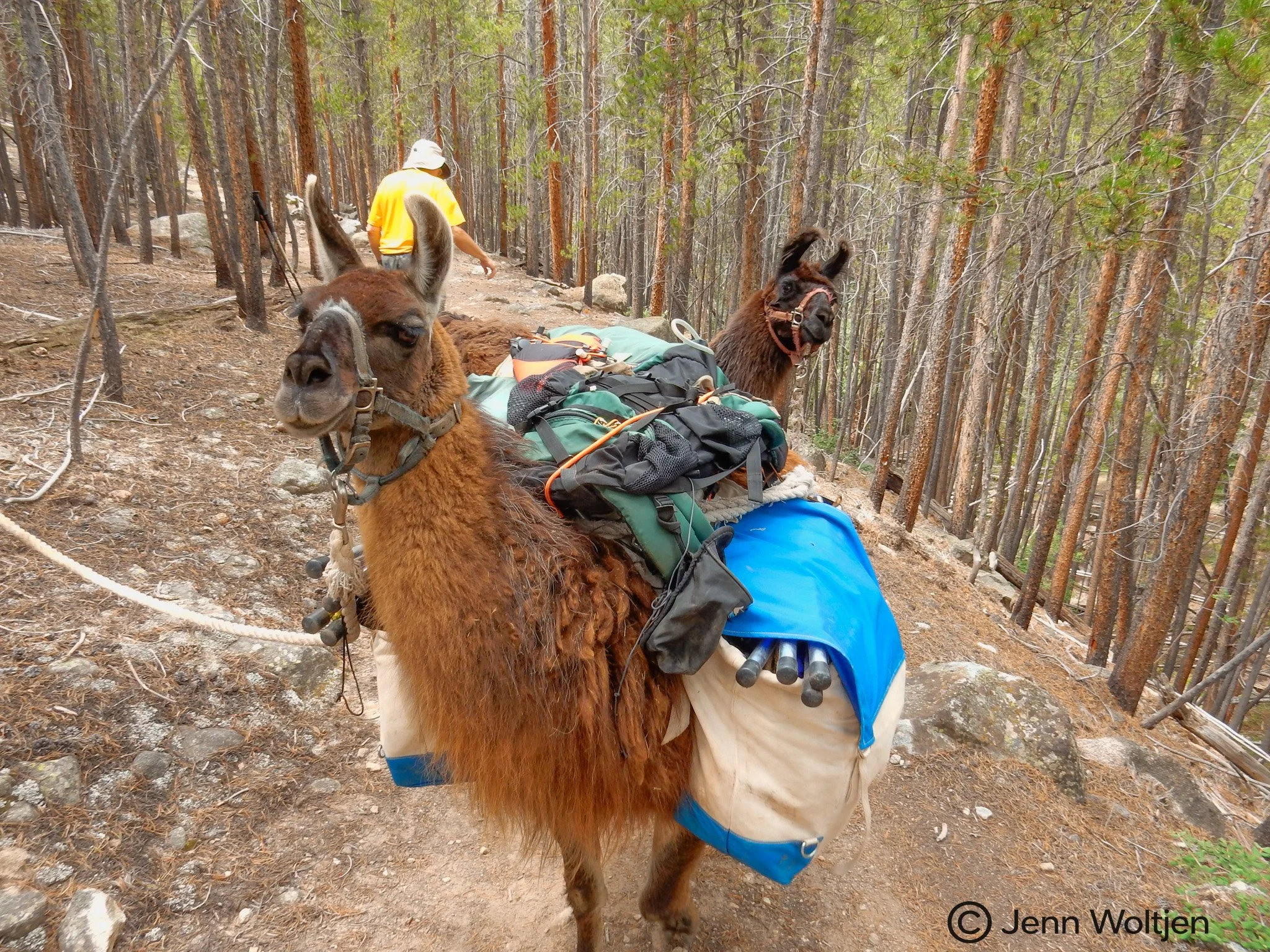 Hiking the Colorado Trail with llamas.