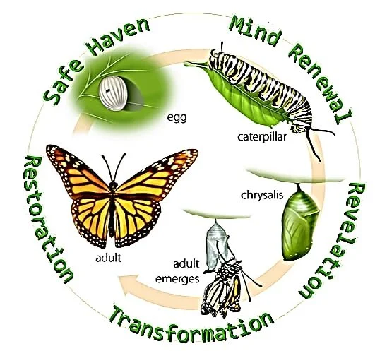 Diagram depicting the transformation of a butterfly lifecycle: egg, caterpillar, chrysalis, adult emerges, butterfly. Surrounding text includes 'Safe Haven,' 'Mind Renewal,' 'Revelation,' 'Transformation,' 'Restoration,' and 'Healthy.'