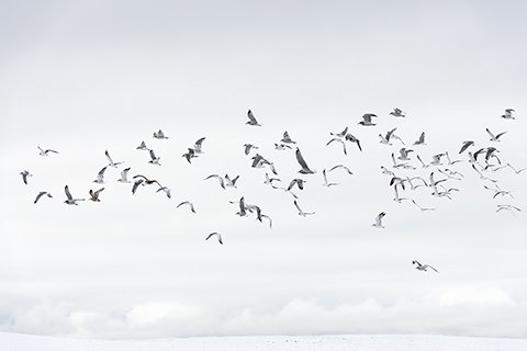 Release Me
Archival Ink Pigment Print
Editions of 3/10/10 +2AP at
28x42, 20x30, 16x24 inches
