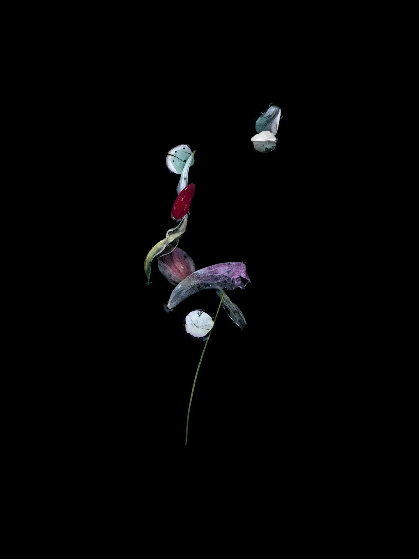 Tip of the Hat
Digital Composite Archival Ink Pigment Print
Editions of 3/10/10 at
56x42, 40x30, 28x21 inches