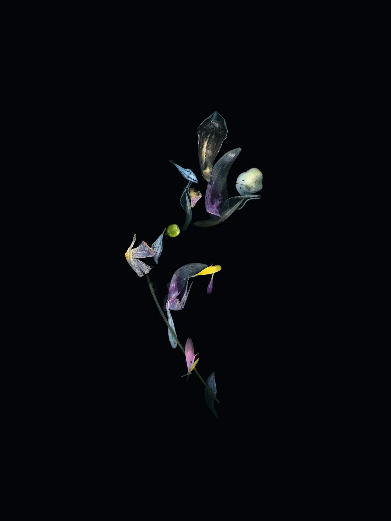 Same but Different
Digital Composite Archival Ink Pigment Print
Editions of 3/10/10 at
56x42, 40x30, 28x21 inches