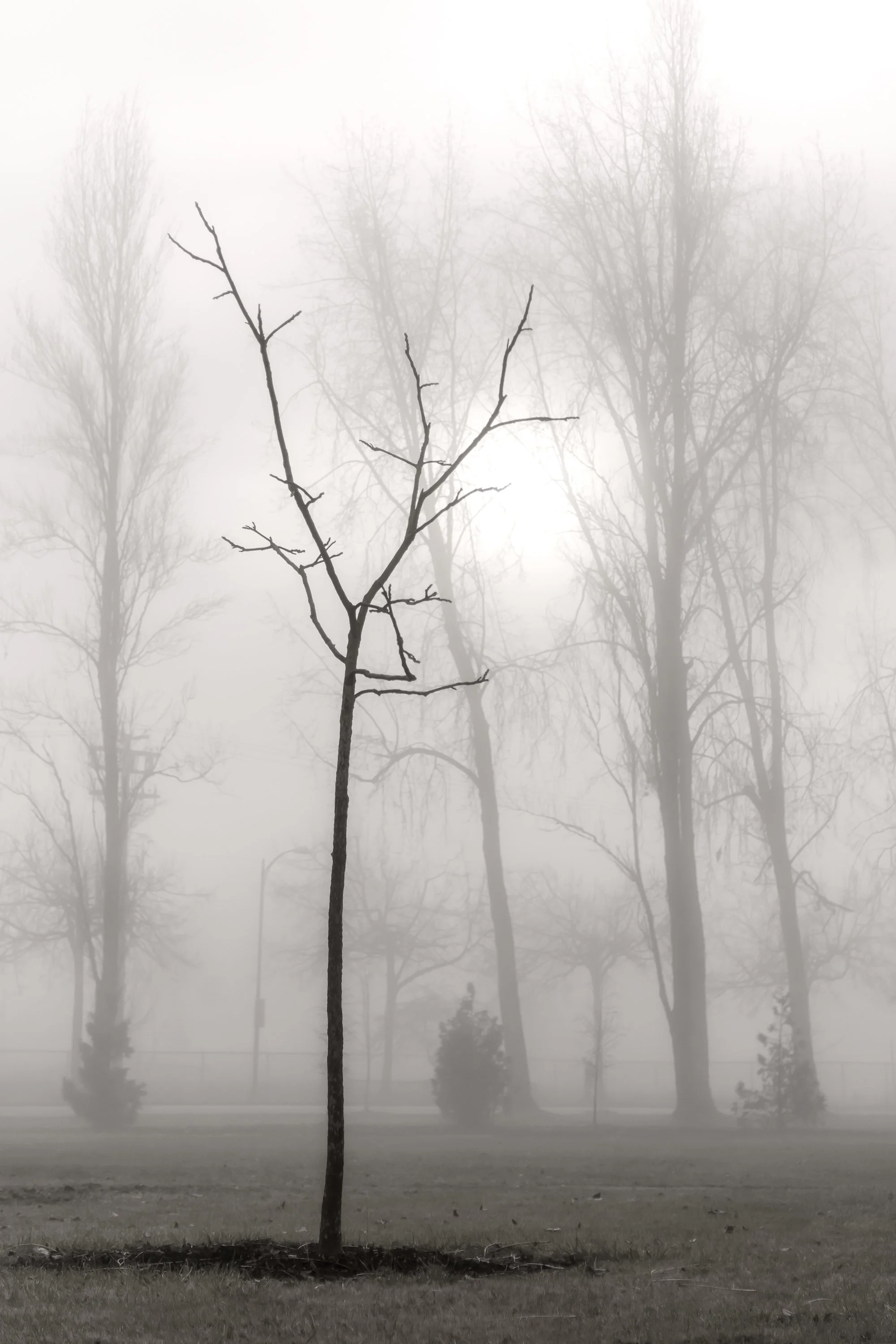 The Reach
Archival Ink Pigment Print
Editions of 3/10/10 +2AP at
42x28, 30x21, 24x16 inches
