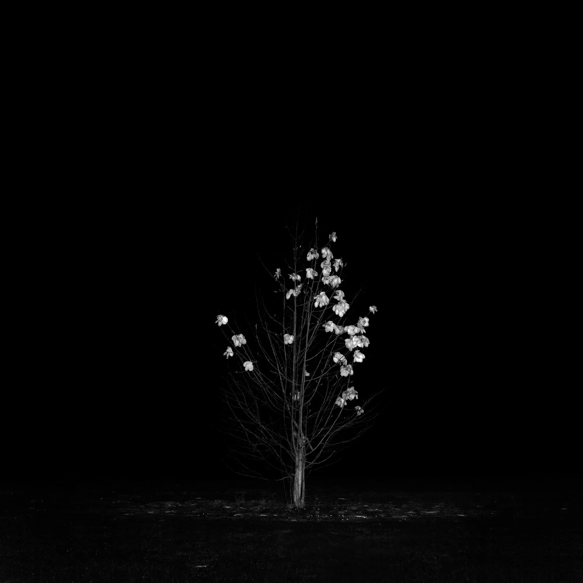 Dilapidated Wonder
Archival Ink Pigment Print
Editions of 3/10/10 +2AP at
40x40, 30x30, 20x20 inches