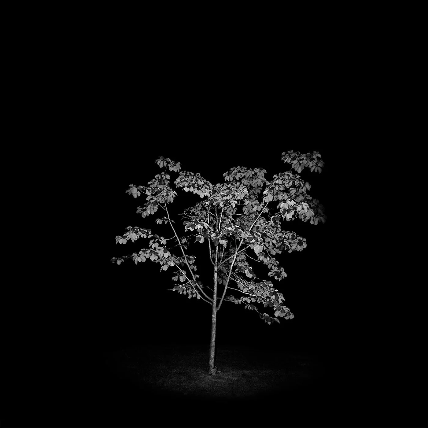 AnywhereTheWindBlows_Photograph_30x30_2019_.jpg