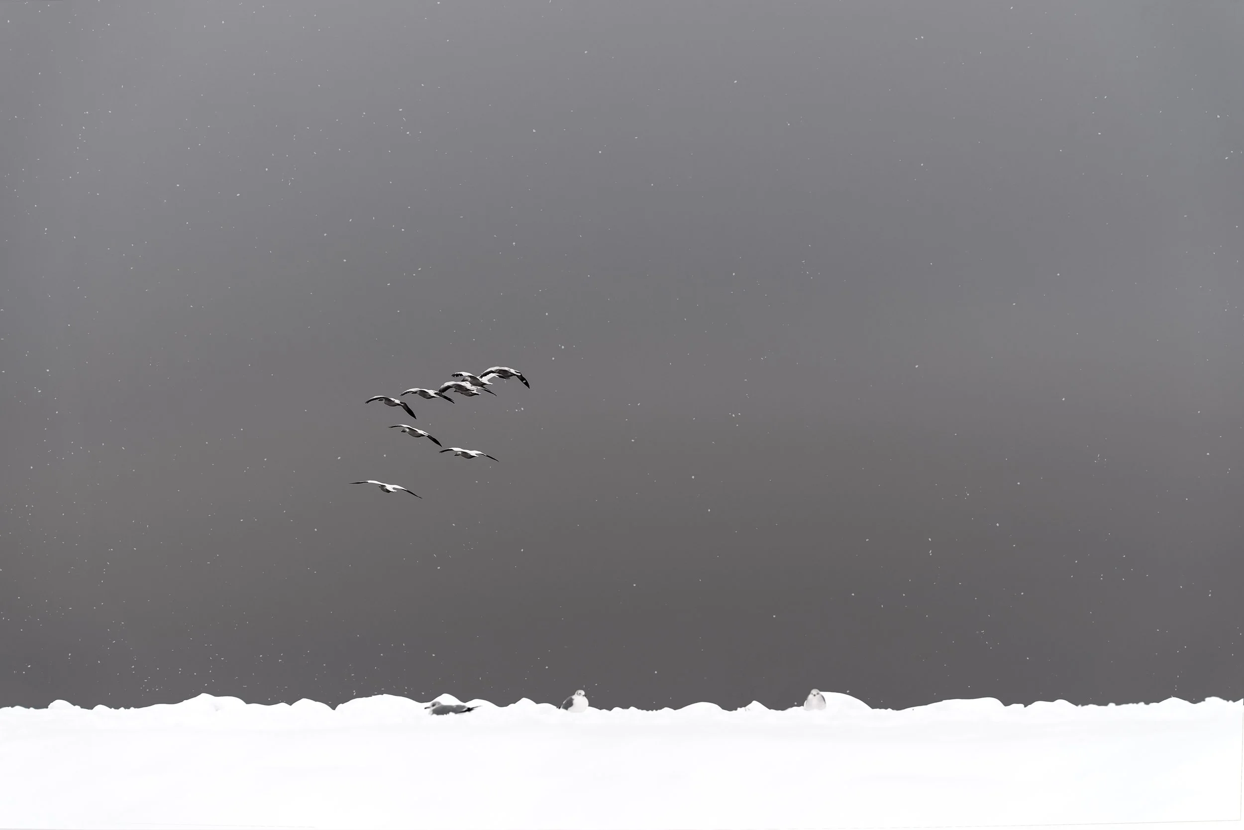 Find a Way
Archival Ink Pigment Print
Editions of 3/10/10 +2AP at
28x42, 20x30, 16x24 inches