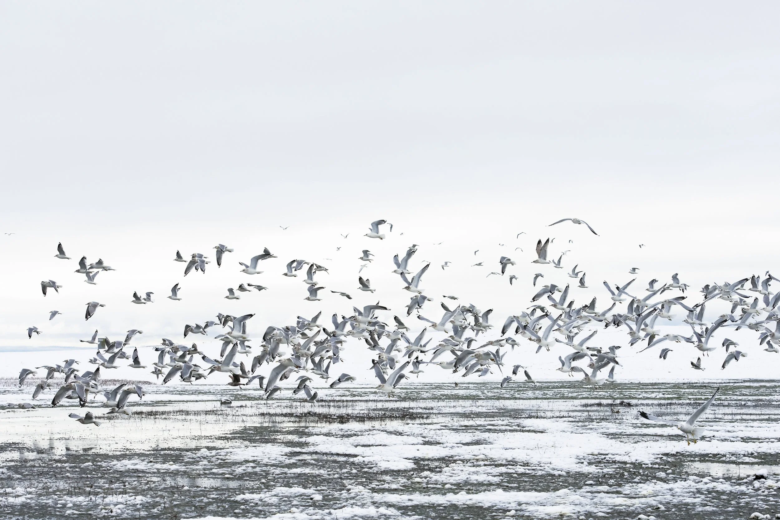 In Hearts with Wings
Archival Ink Pigment Print
Editions of 3/10/10 +2AP at
28x42, 20x30, 16x24 inches

