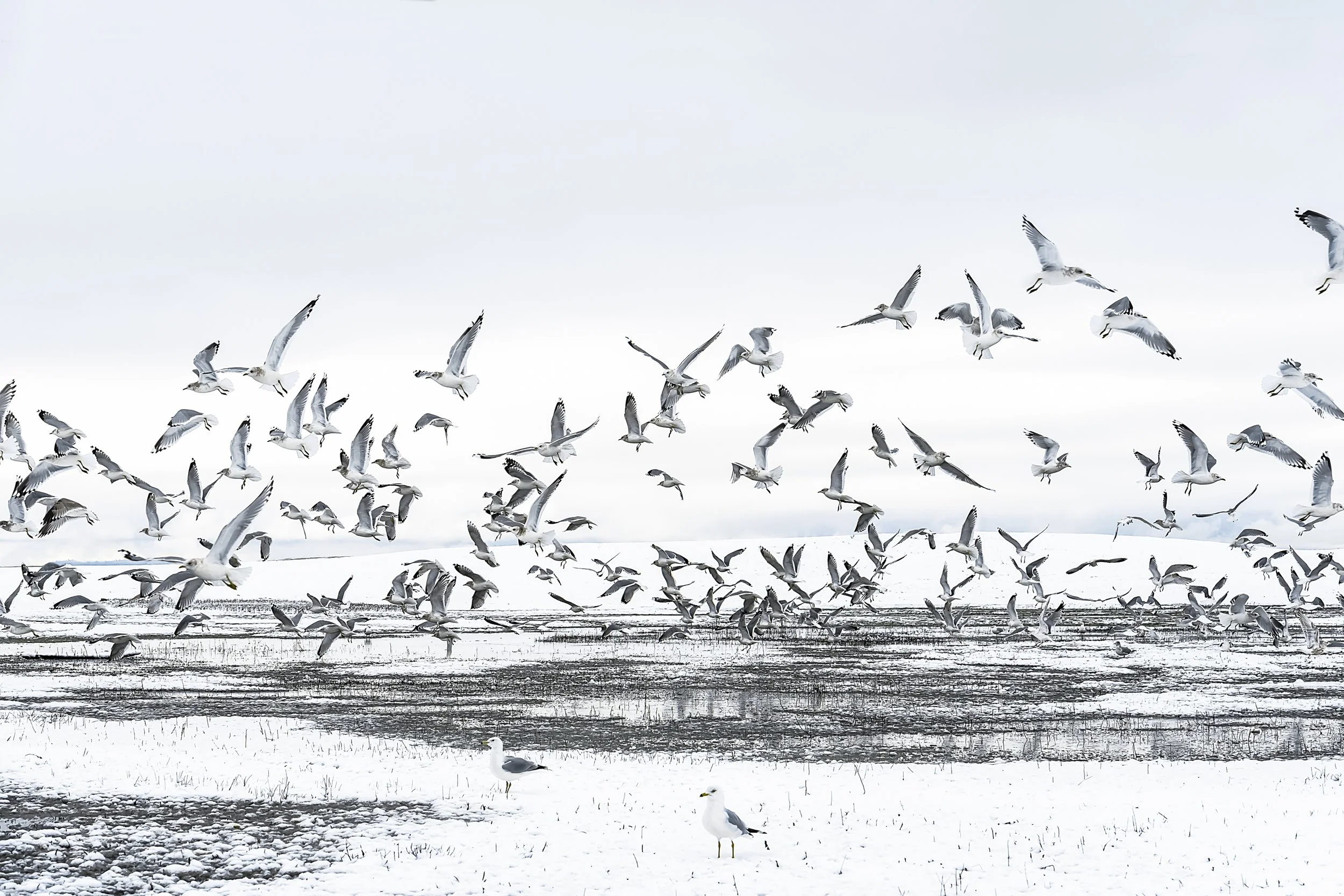Choose Light
Archival Ink Pigment Print
Editions of 3/10/10 +2AP at
28x42, 20x30, 16x24 inches