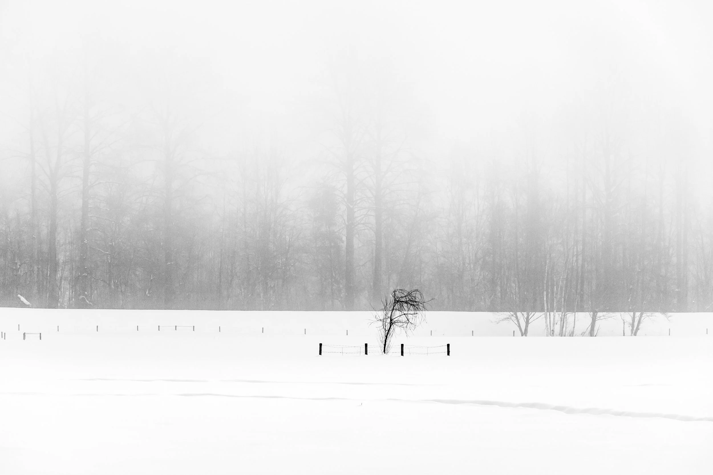 Solo Dream
Archival Ink Pigment Print
Editions of 3/10/10 +2AP at
28x42, 20x30, 16x24 inches