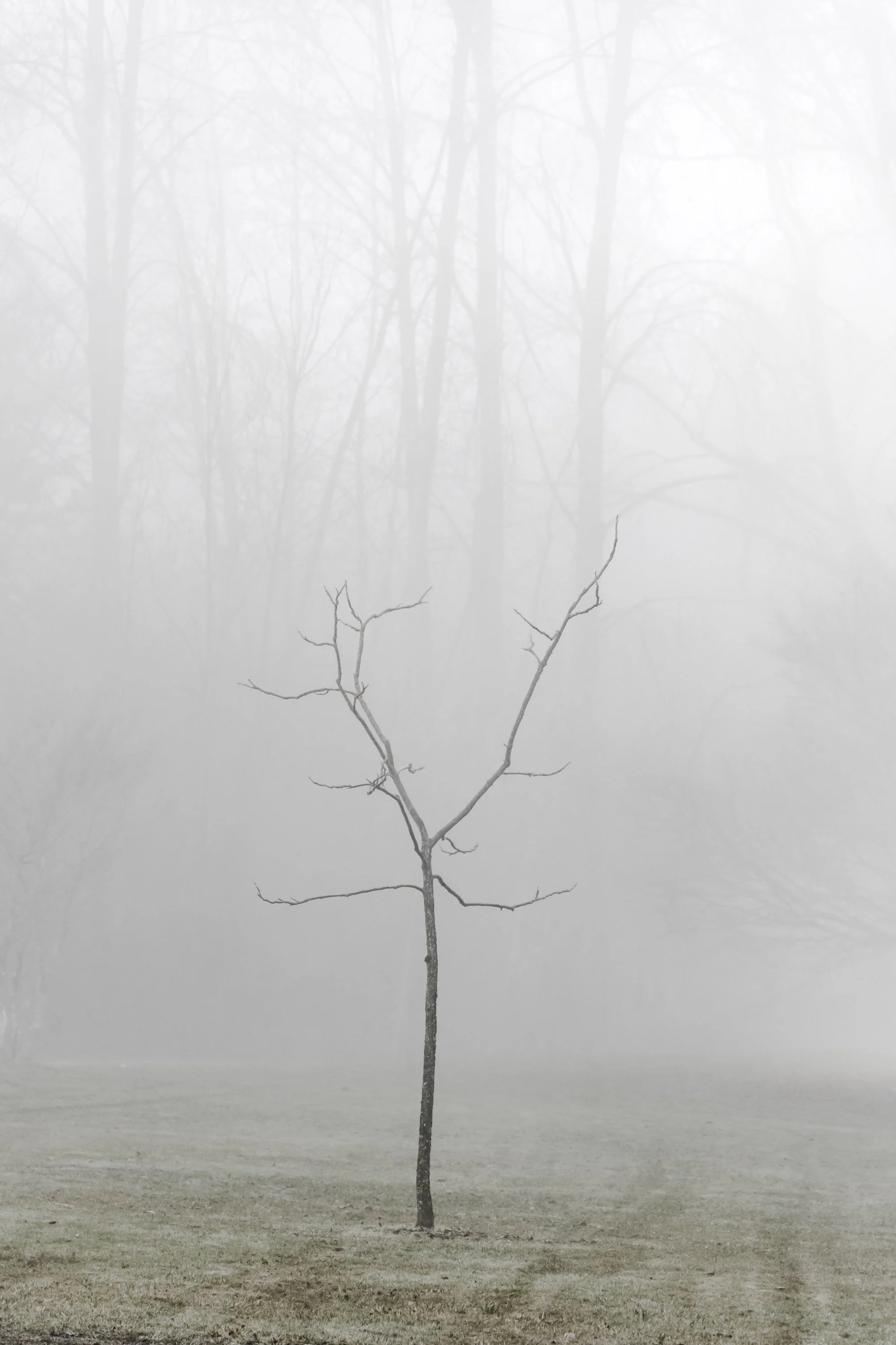 7_Wishing Bone_2018_Photograph_20x30inches_Editionsof10.jpg