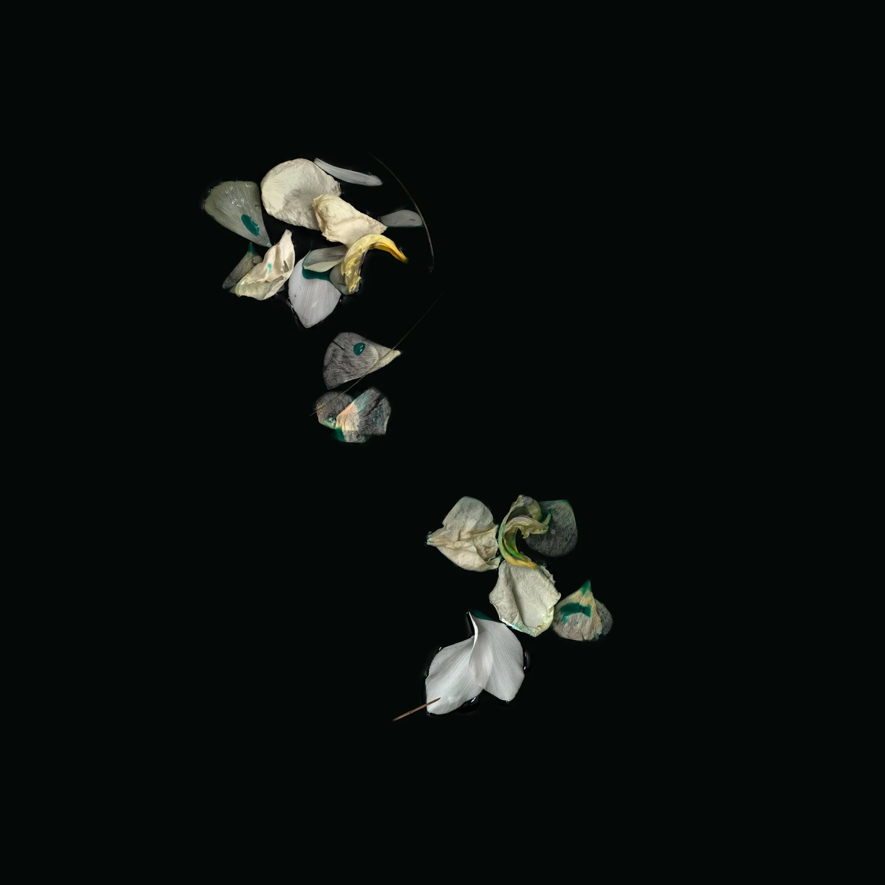 One in Every Colour
Digital Composite Archival Ink Pigment Print
Editions of 3/10/10 at
42x42, 34x34, 22x22 inches