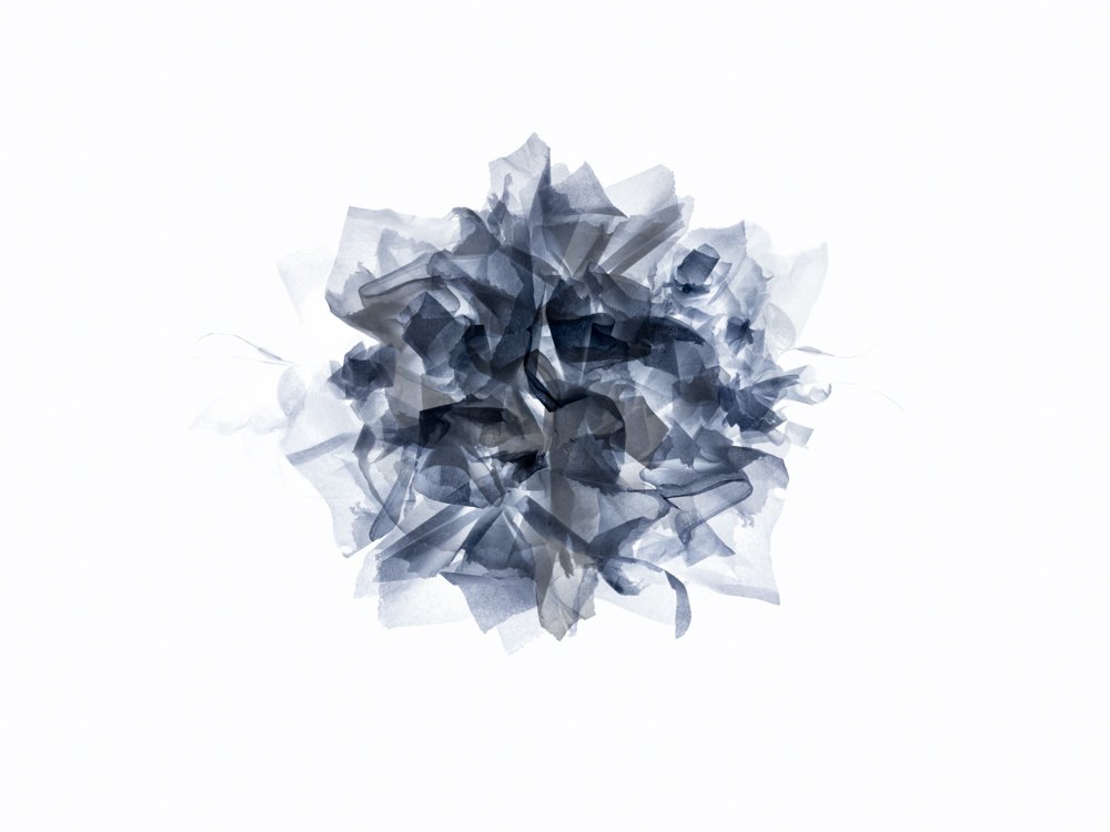 Musings
Digital Composite Archival Ink Pigment Print
Editions of 3/10/10 +2AP at
42x56, 30x40, 21x28 inches
Materials: Tissue Paper and Mailer Packaging