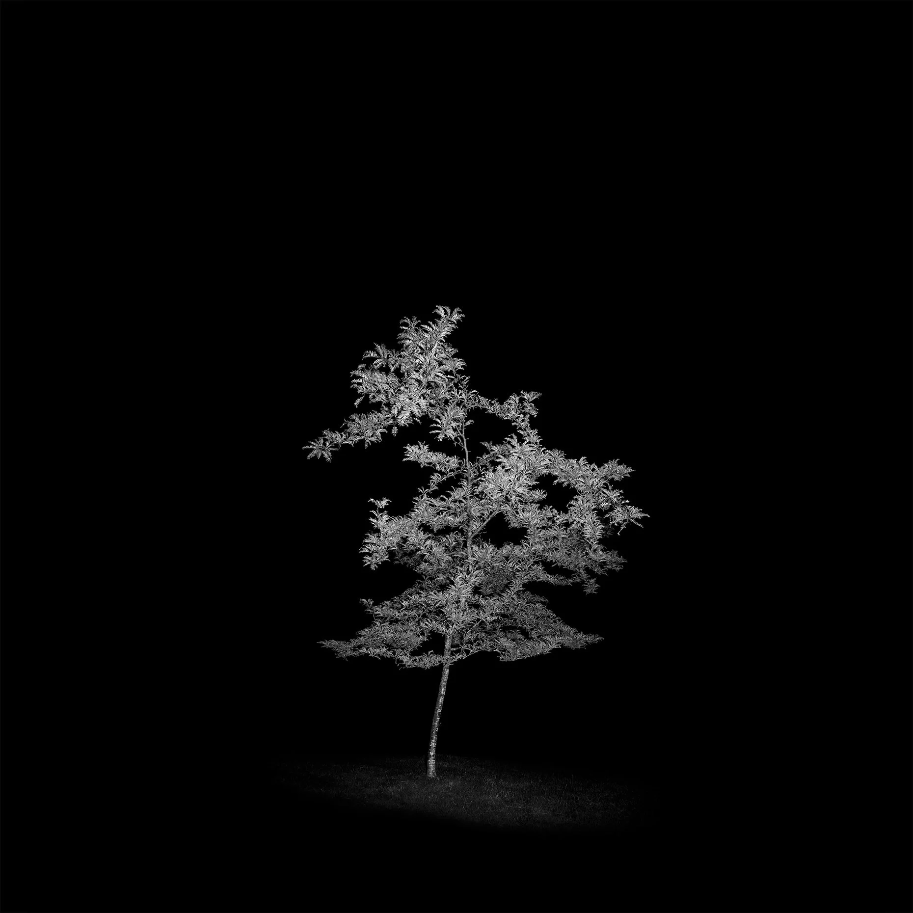 Let It Linger
Archival Ink Pigment Print
Editions of 3/10/10 +2AP at
40x40, 30x30, 20x20 inches