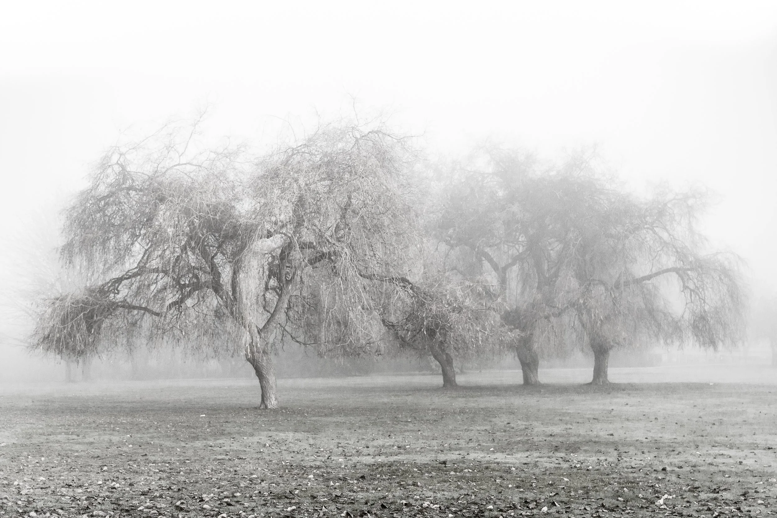 Will-full Weeping
Archival Ink Pigment Print
Editions of 3/10/10 +2AP at
28x42, 20x30, 16x24 inches