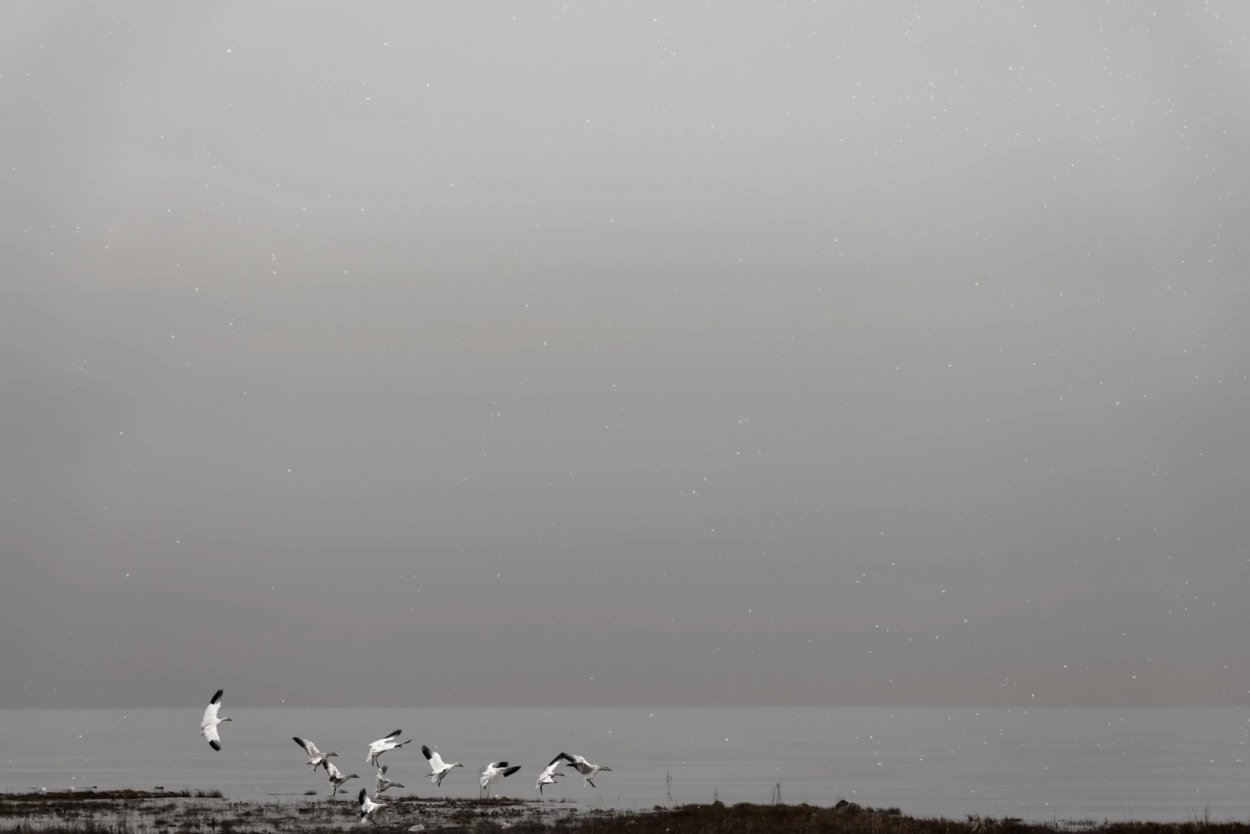 Rise and Shine
Archival Ink Pigment Print
Editions of 3/10/10 +2AP at
28x42, 20x30, 16x24 inches