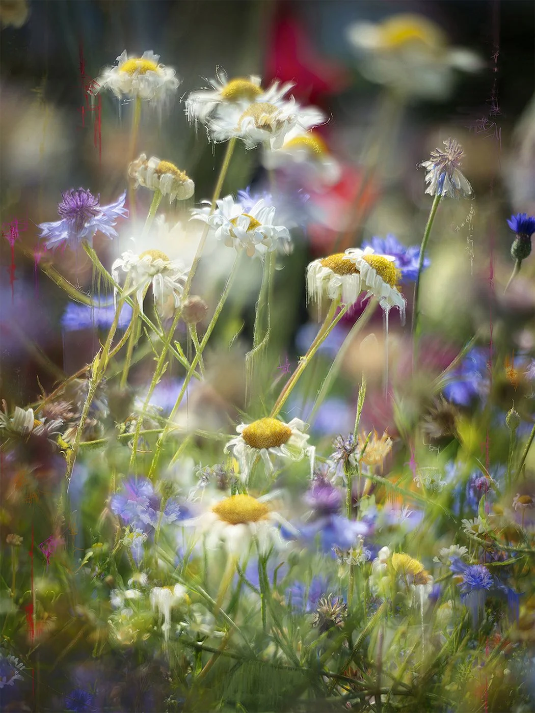 Cultivating Playscapes

Confessions of an Untamed Mind Garden
Digital Composite Archival Ink Pigment Print
Editions at 56x42,48x36,40x30,32x24 inches