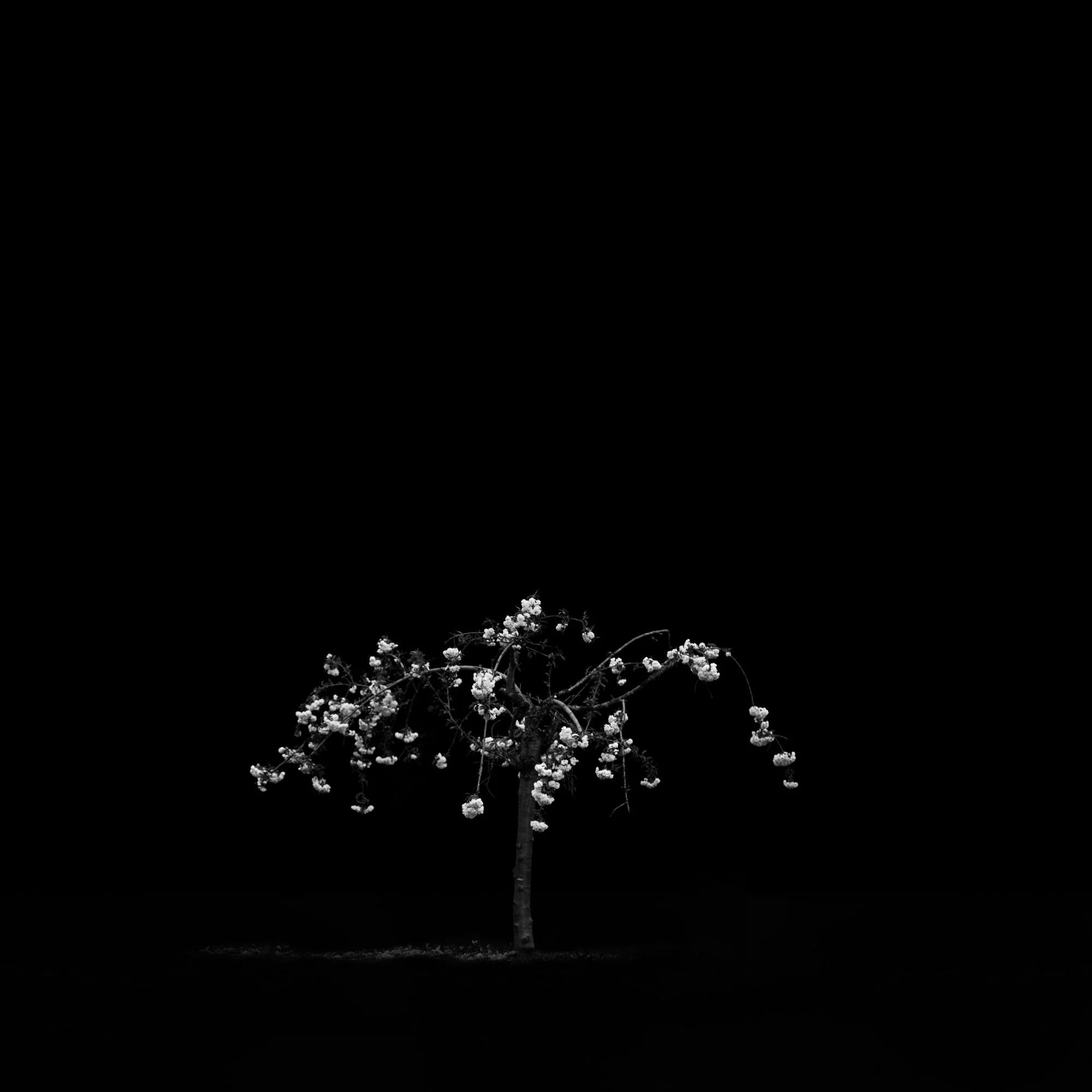 8_Languish Bloom__2018_Photograph_24x24inches_Editionof10.jpg