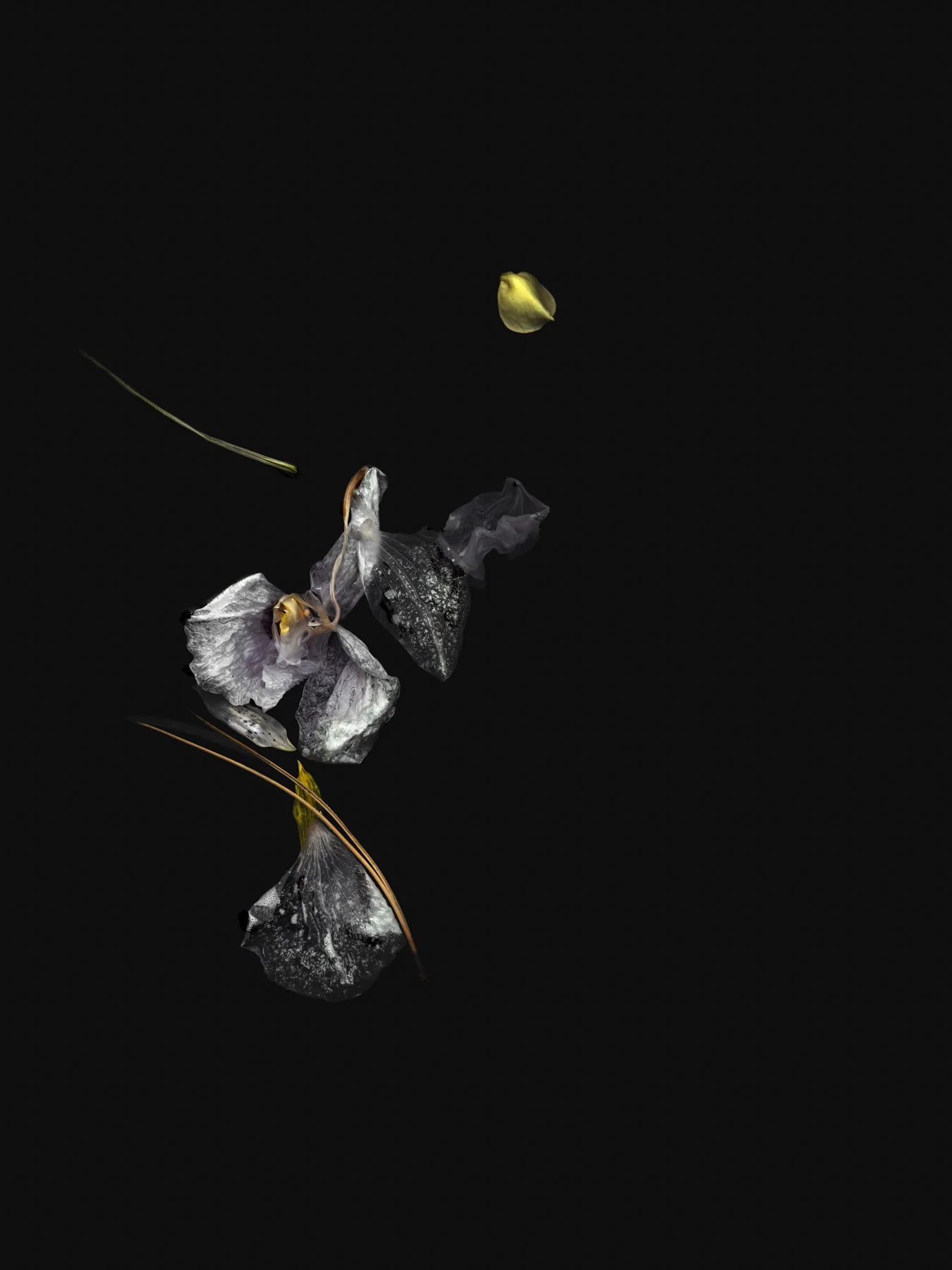 Underneath It All
Digital Composite Archival Ink Pigment Print
Editions of 3/10/10 at
56x42, 40x30, 28x21 inches