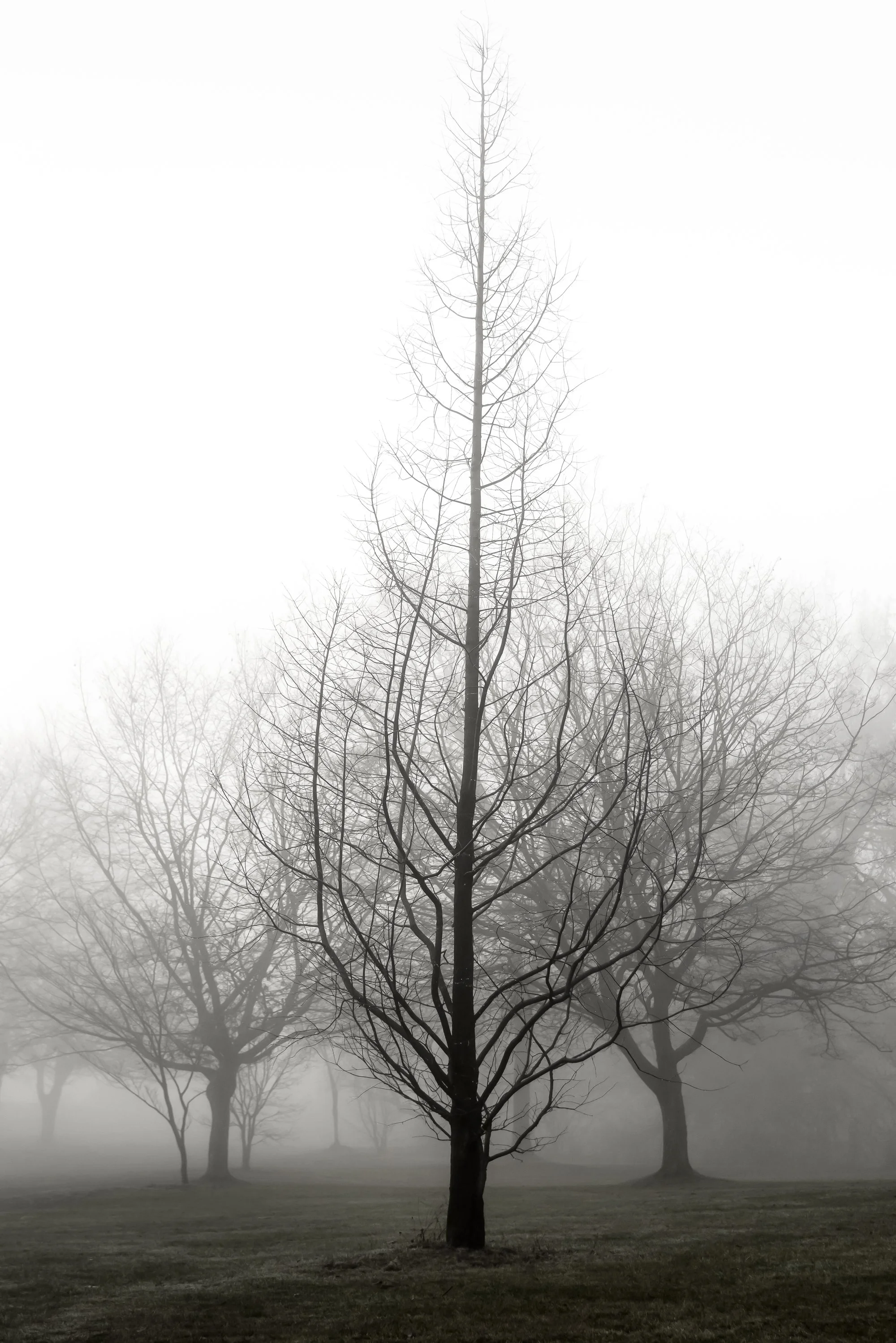 Barren
Archival Ink Pigment Print
Editions of 3/10/10 +2AP at
42x28, 30x21, 24x16 inches