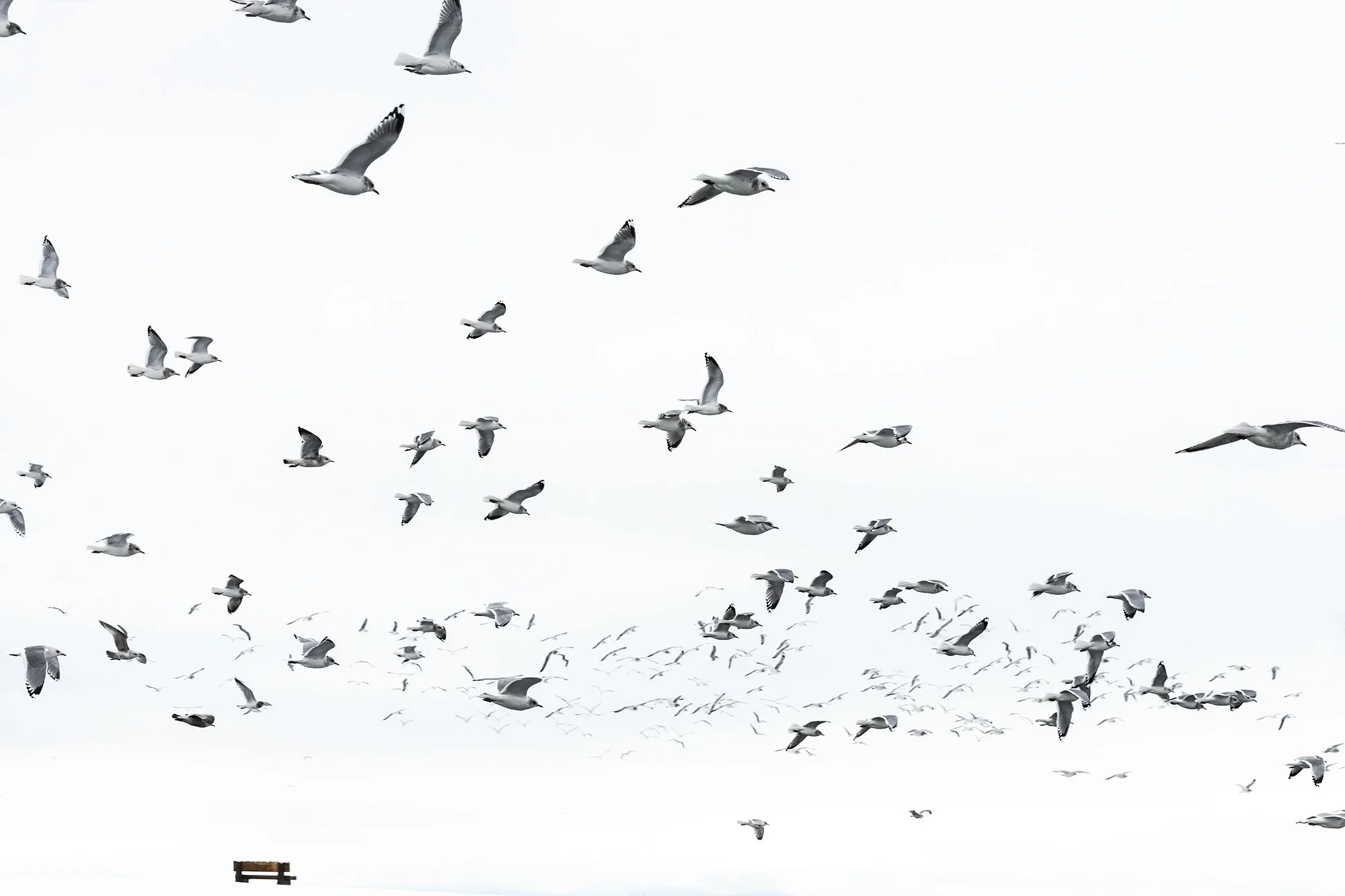 I Will Fly Away
Archival Ink Pigment Print
Editions of 3/10/10 +2AP at
28x42, 20x30, 16x24 inches
