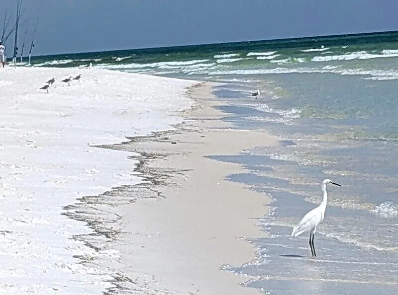 egret.jpg