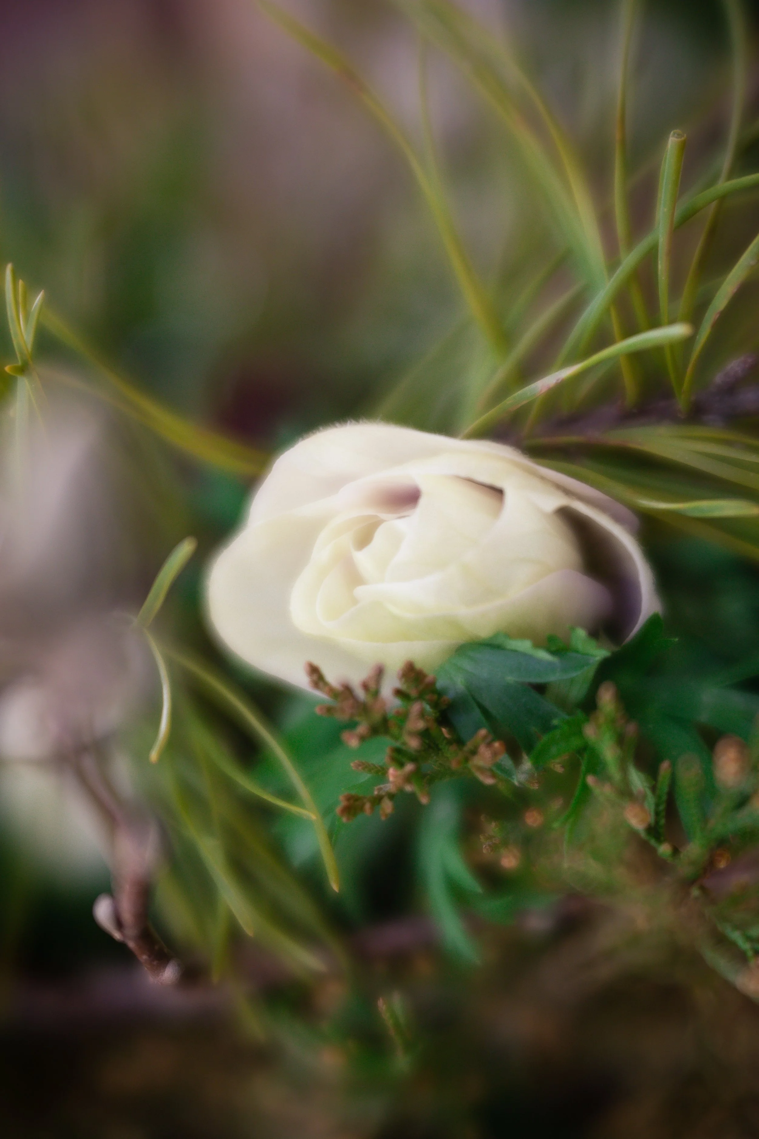 Close-up of a white flower surrounded by green leaves and pine needles.