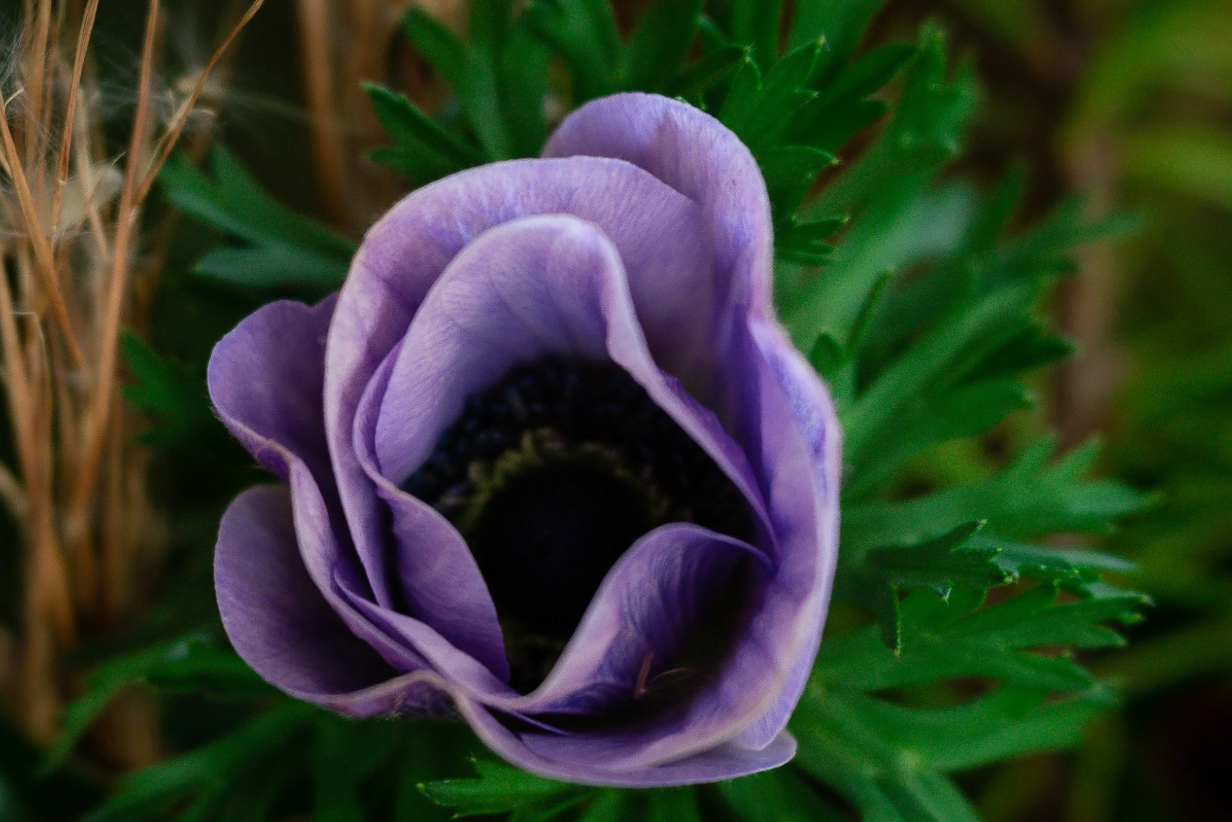 A close-up of a purple Anemone flower with green leaves in the background.