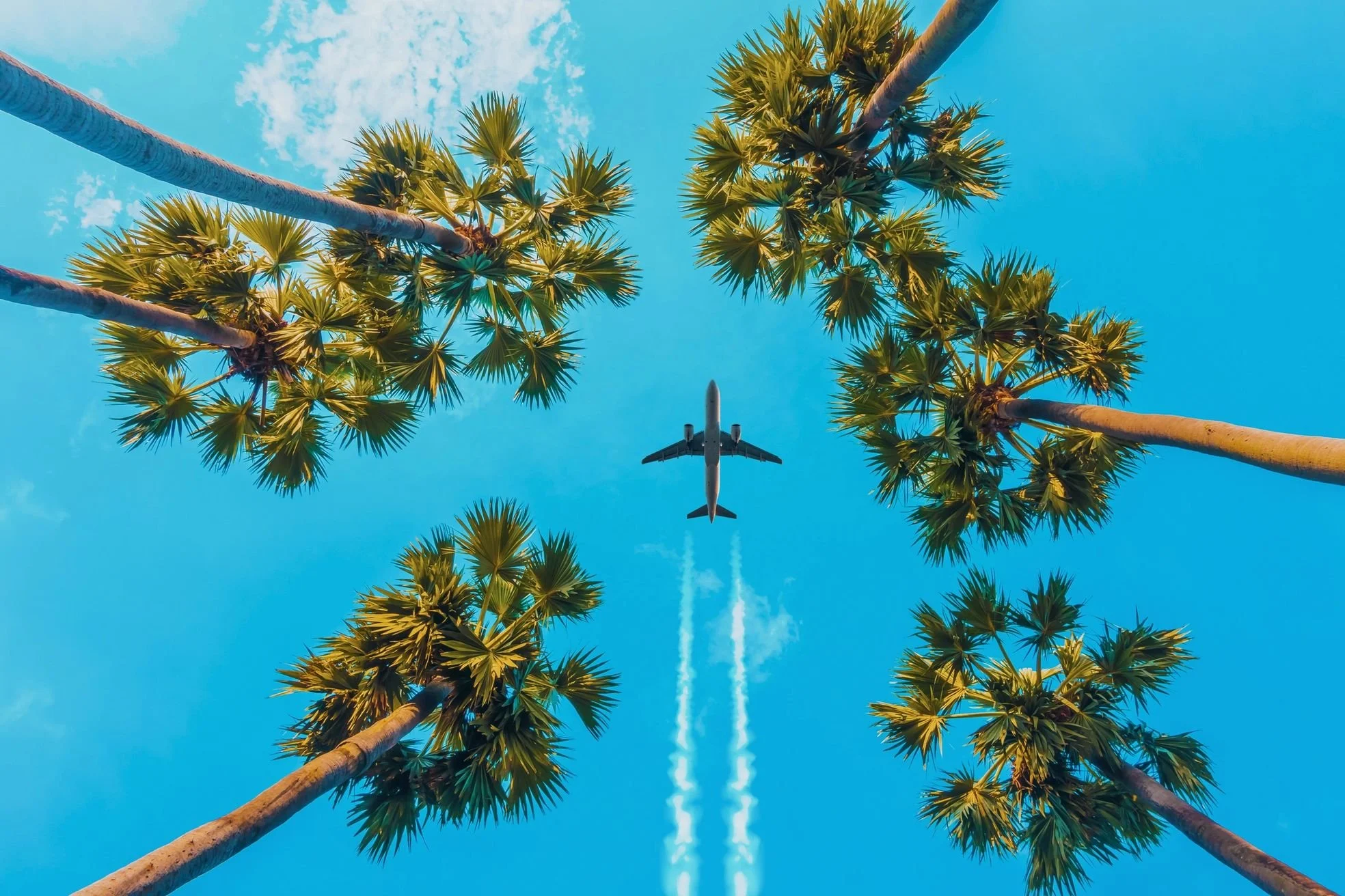 View of palm trees from below with a jet flying overhead, leaving contrails in a clear blue sky.