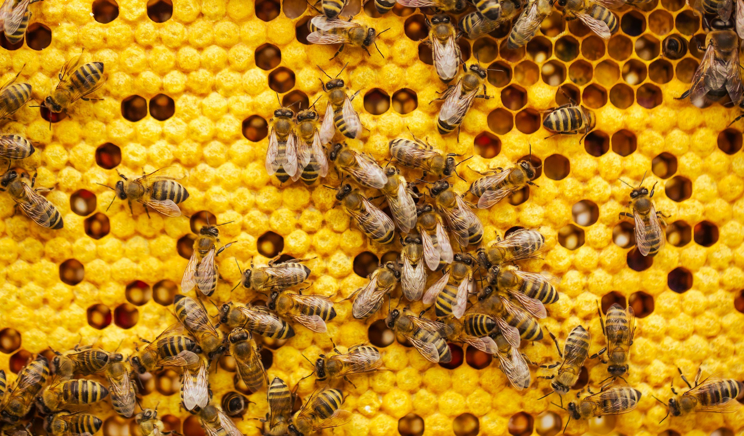 Bees working the hive