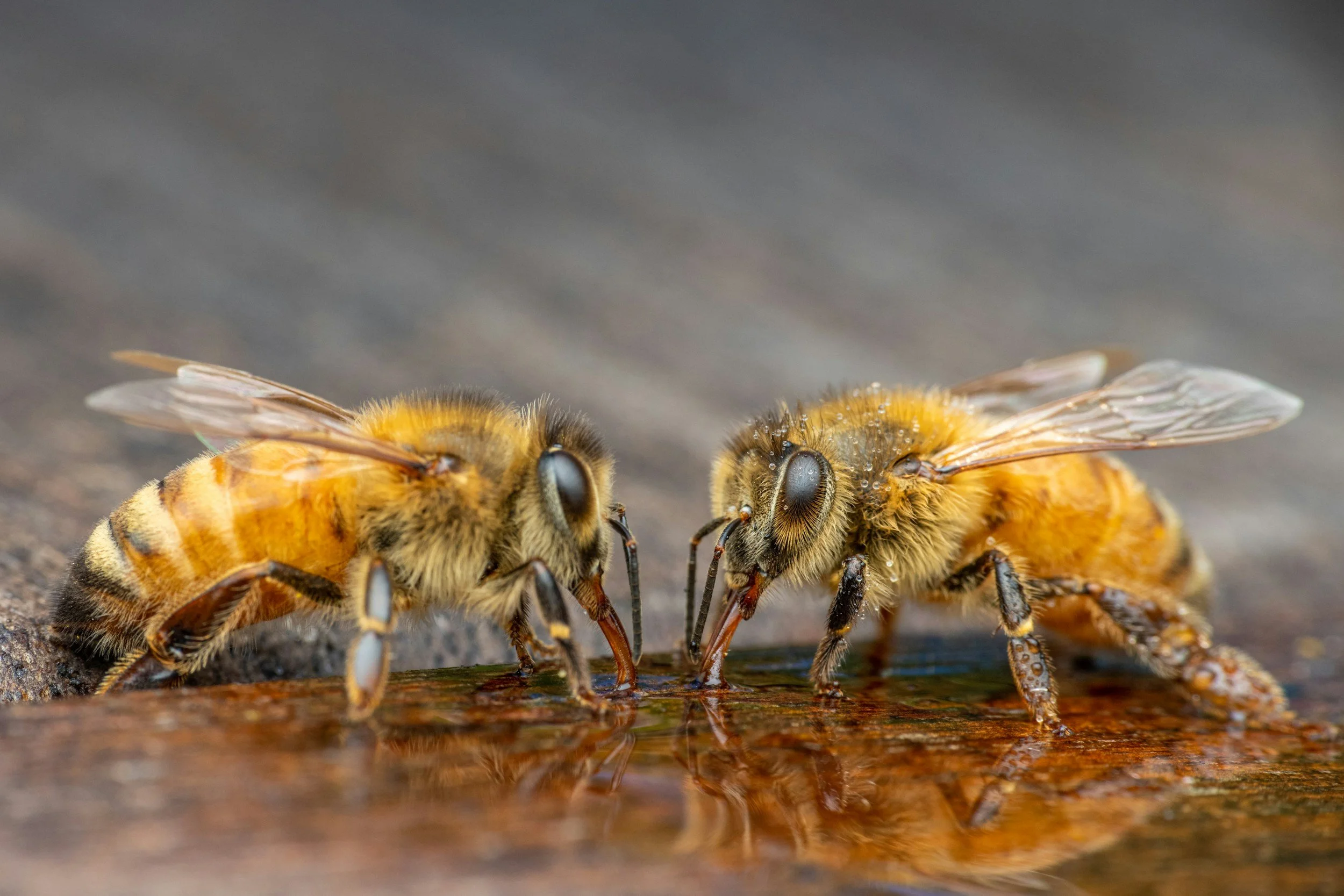 Close-up of two honey bees on a wooden surface, with one bee covered in water droplets.