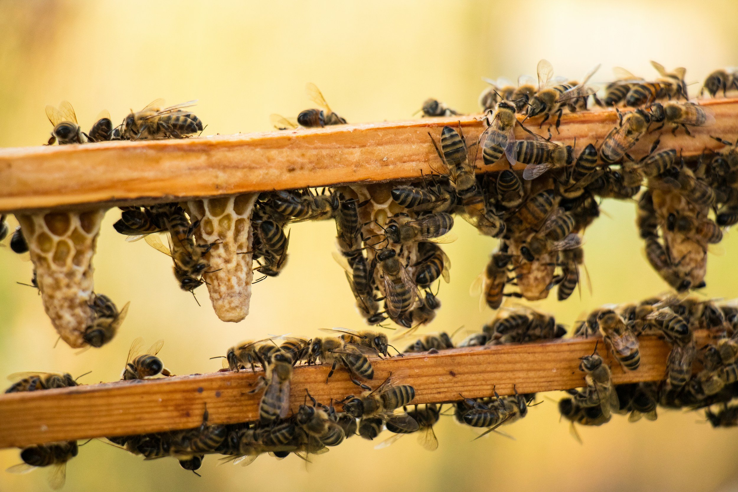 Close-up of honeybees on a honeycomb frame, working together on a beekeeping hive.
