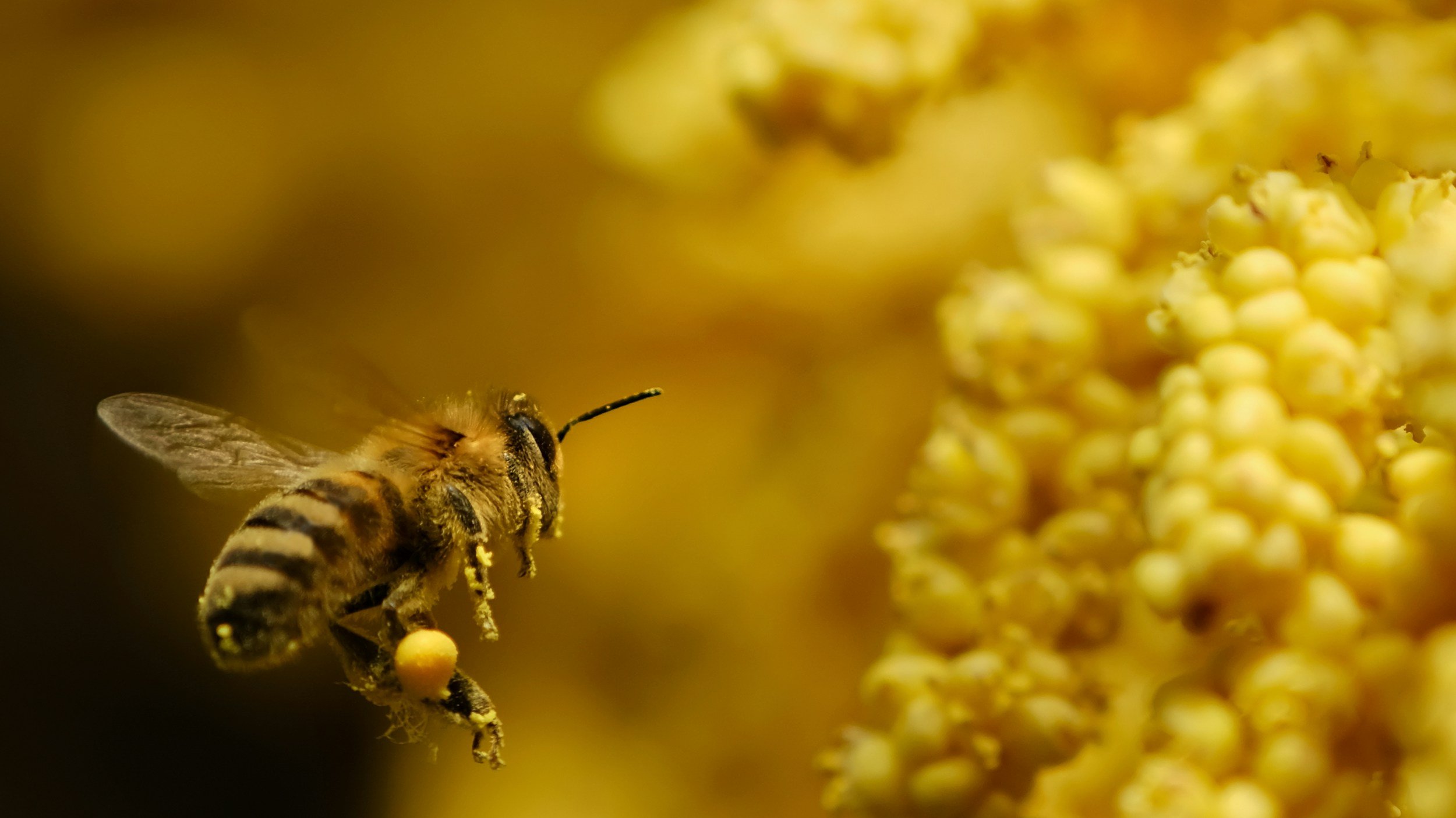 A close-up of a honeybee collecting pollen from yellow flowers.