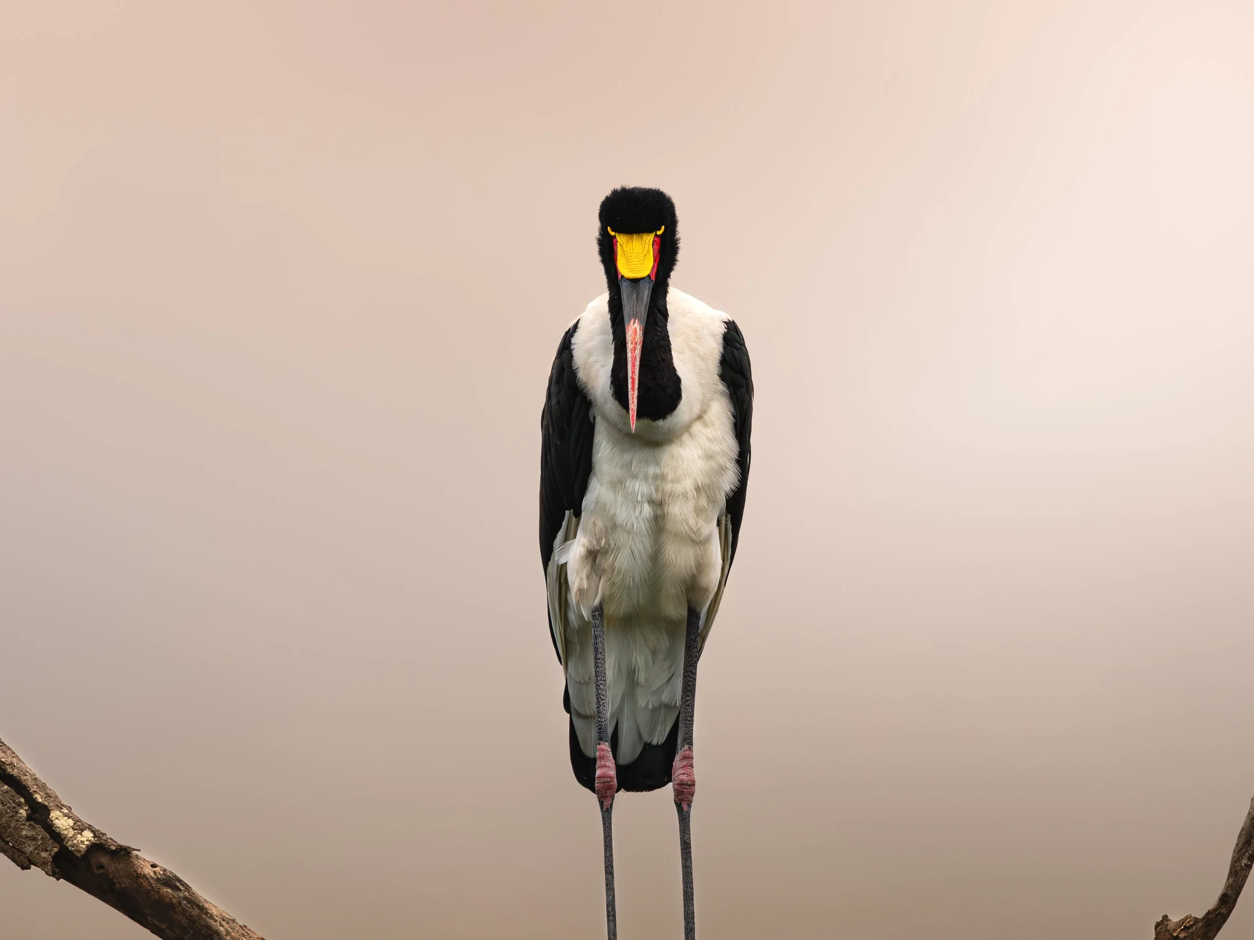 saddle-billed stork crop.jpg