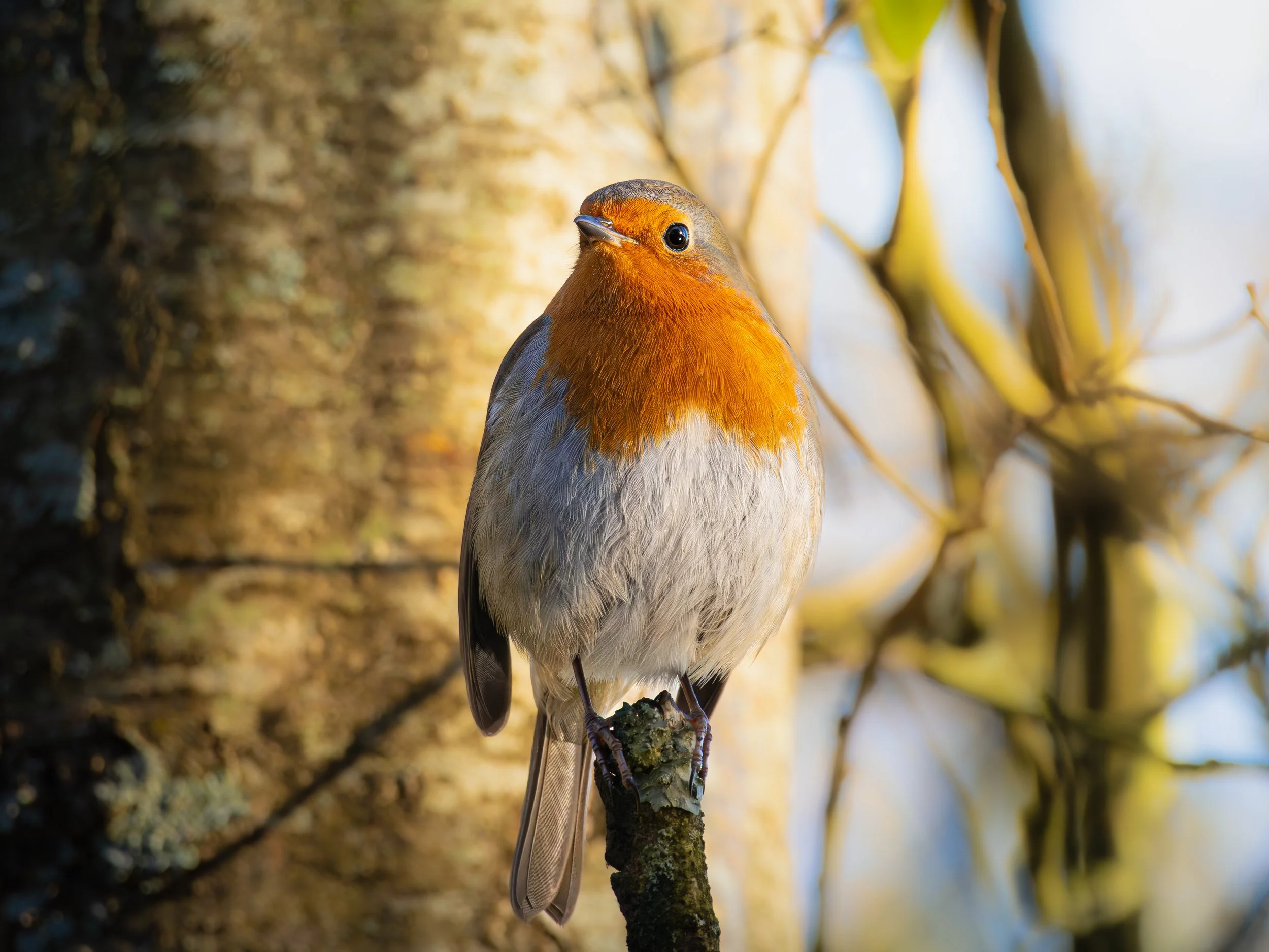 Robin leighton crop.jpg