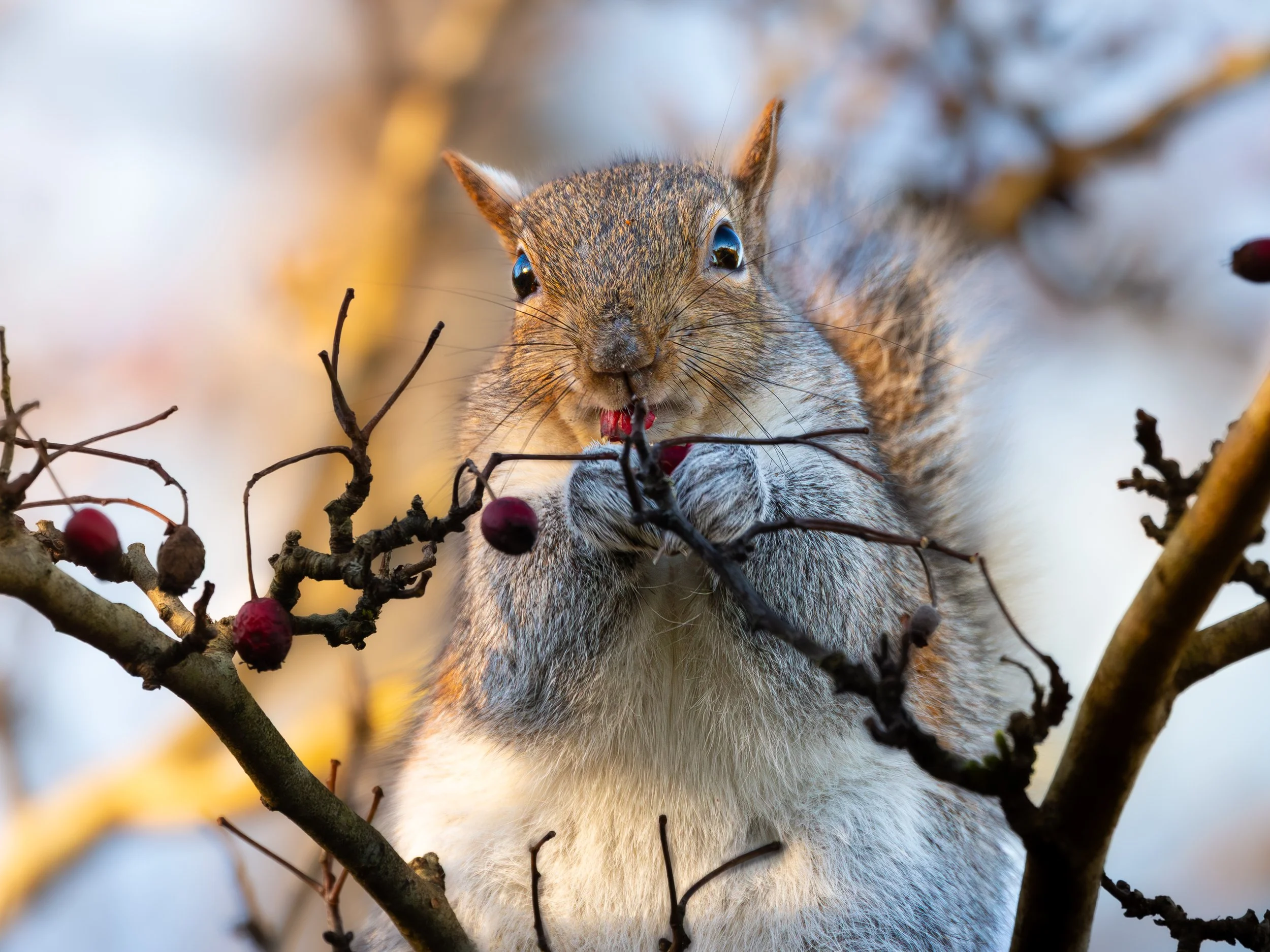 grey squirrel tight crop.jpg