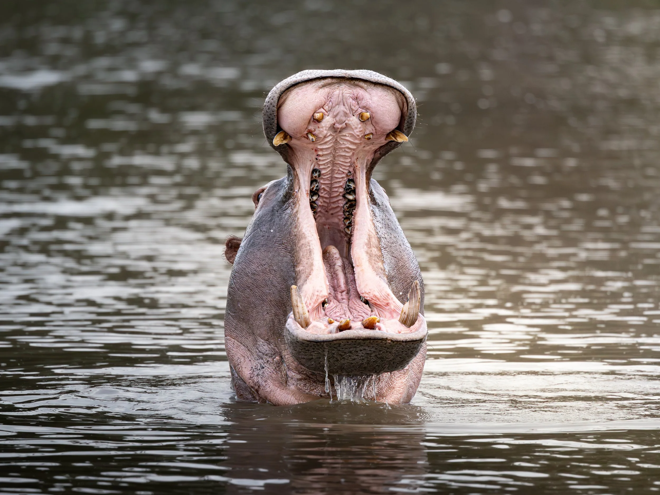 Hippo mouth.jpg