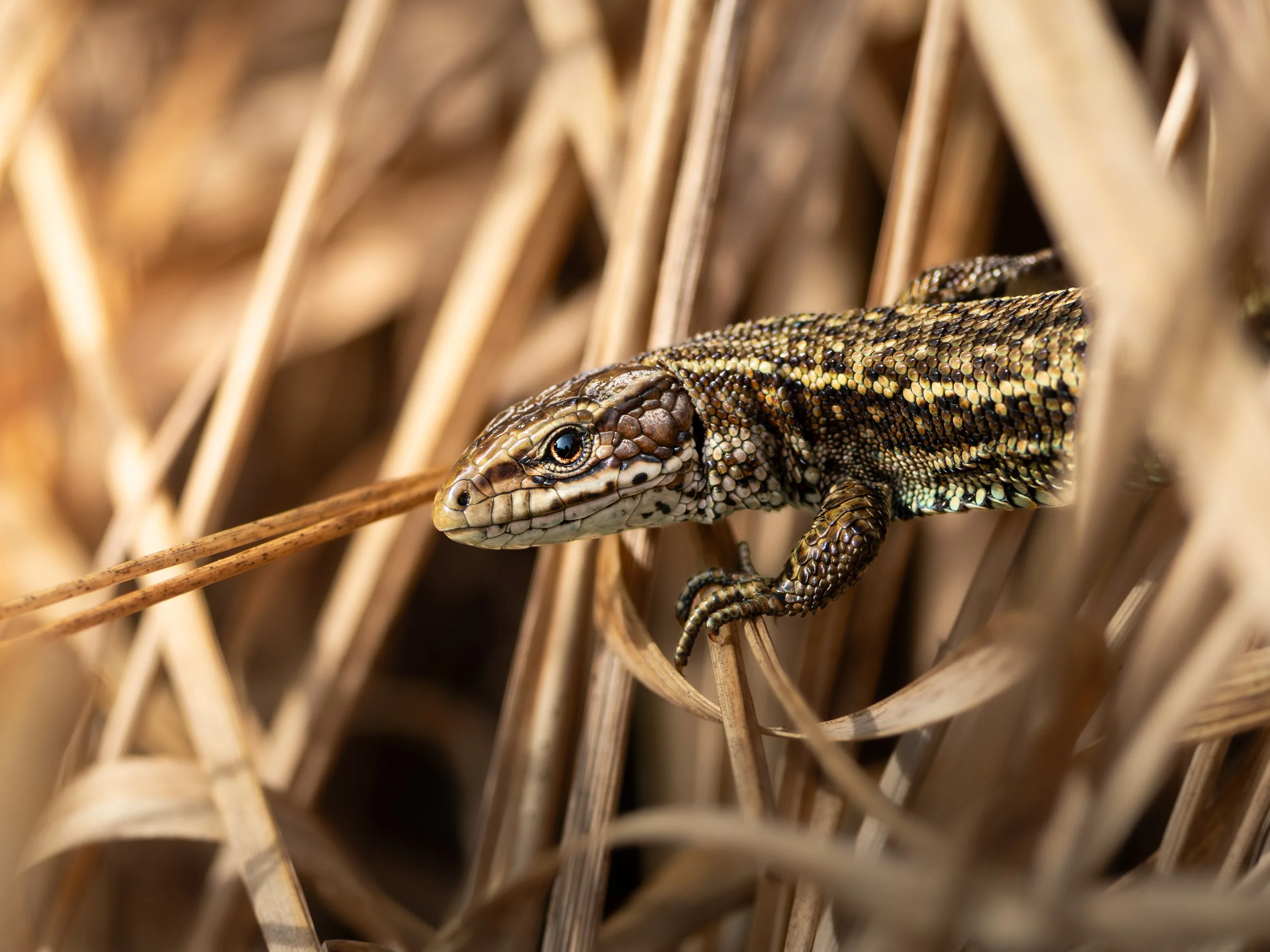 common lizard 2 tight crop.jpg