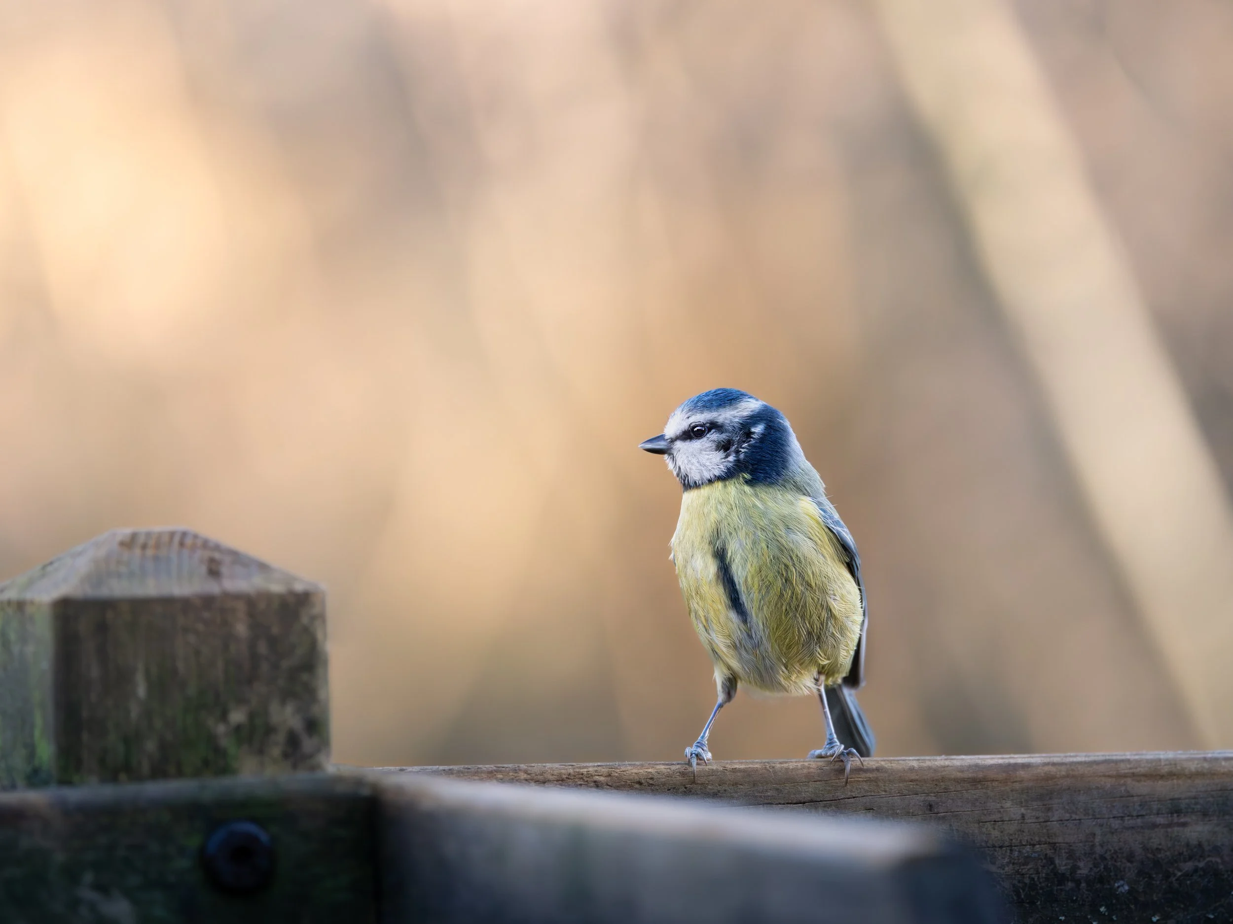 Bluetit 4-3.jpg