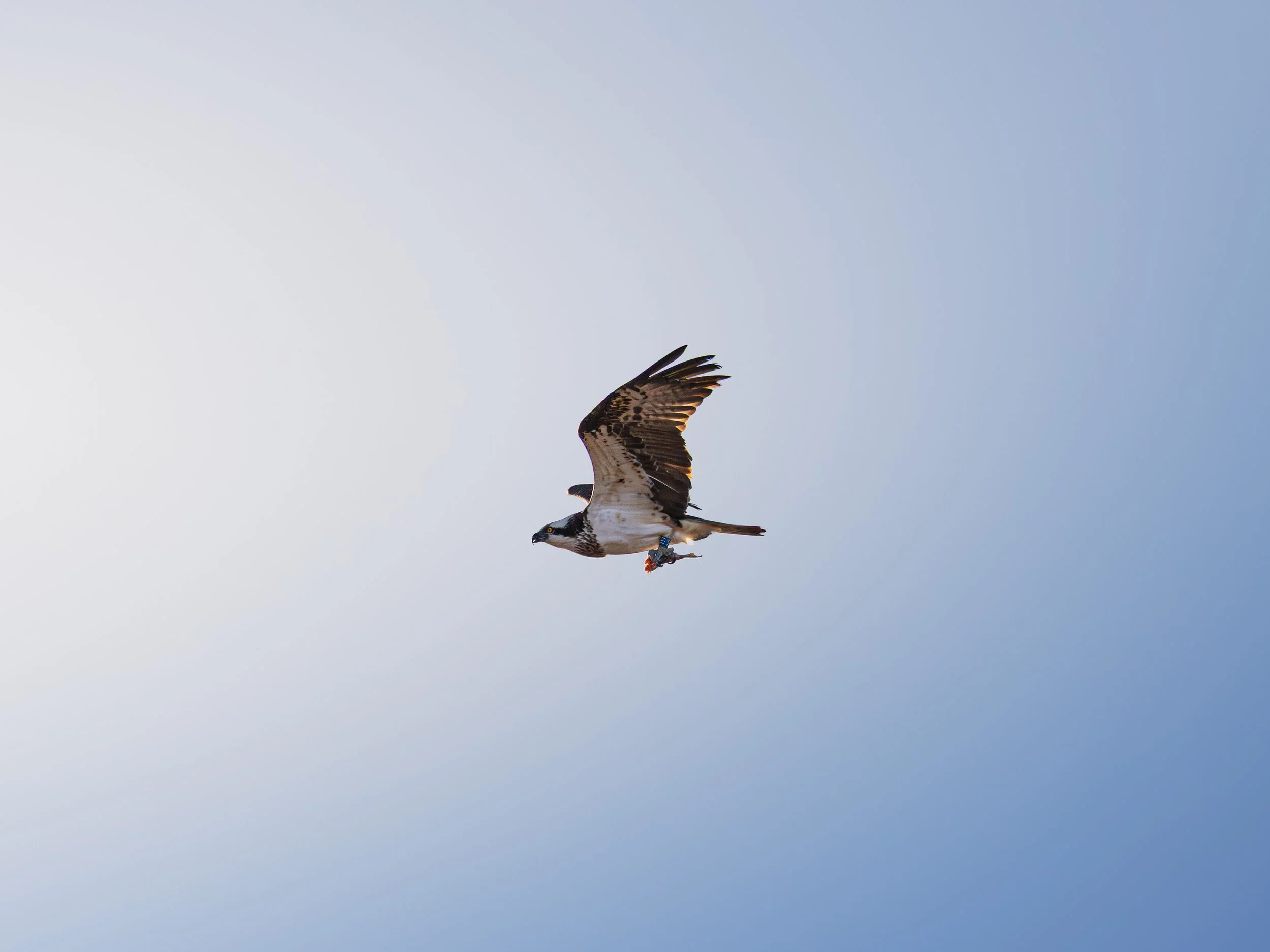 Osprey flight fish crop.jpg