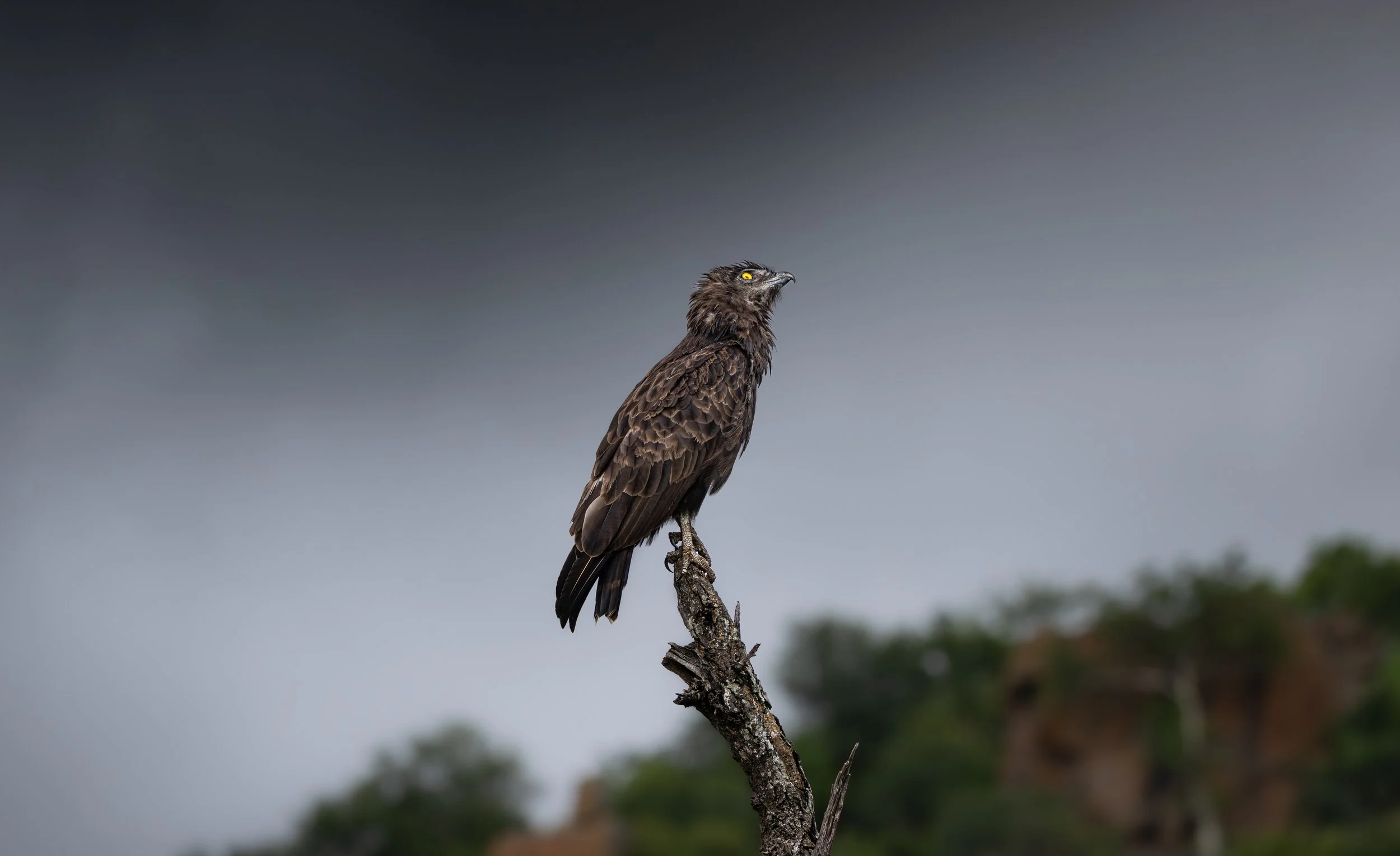 Bateleur Eagle- 1.jpg