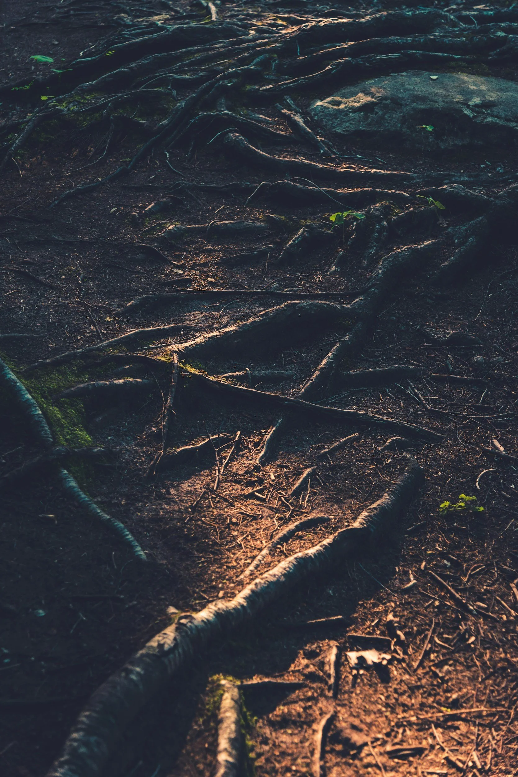 Tree roots on forest floor illuminated by soft light.